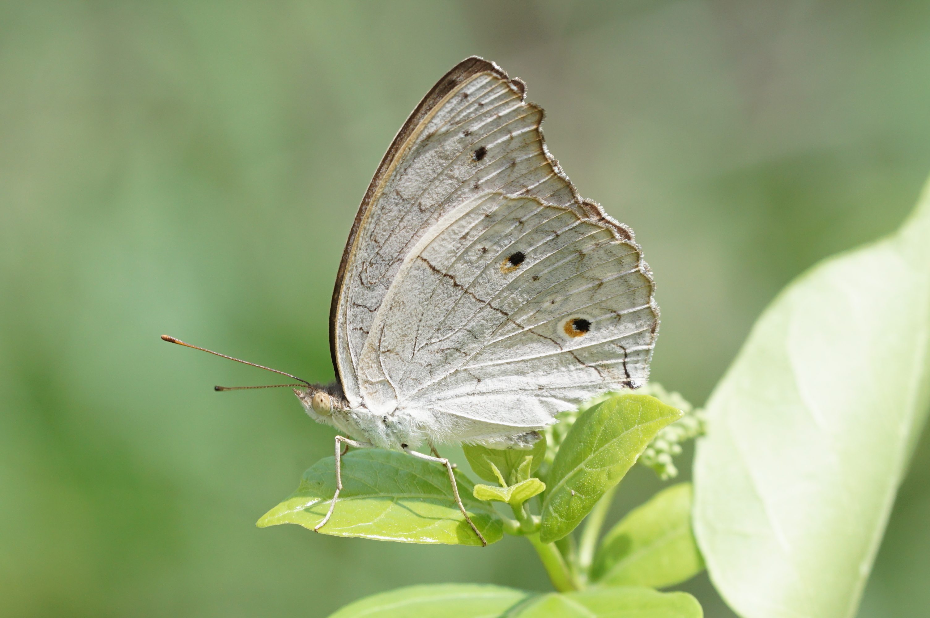 Junonia atlites 04194