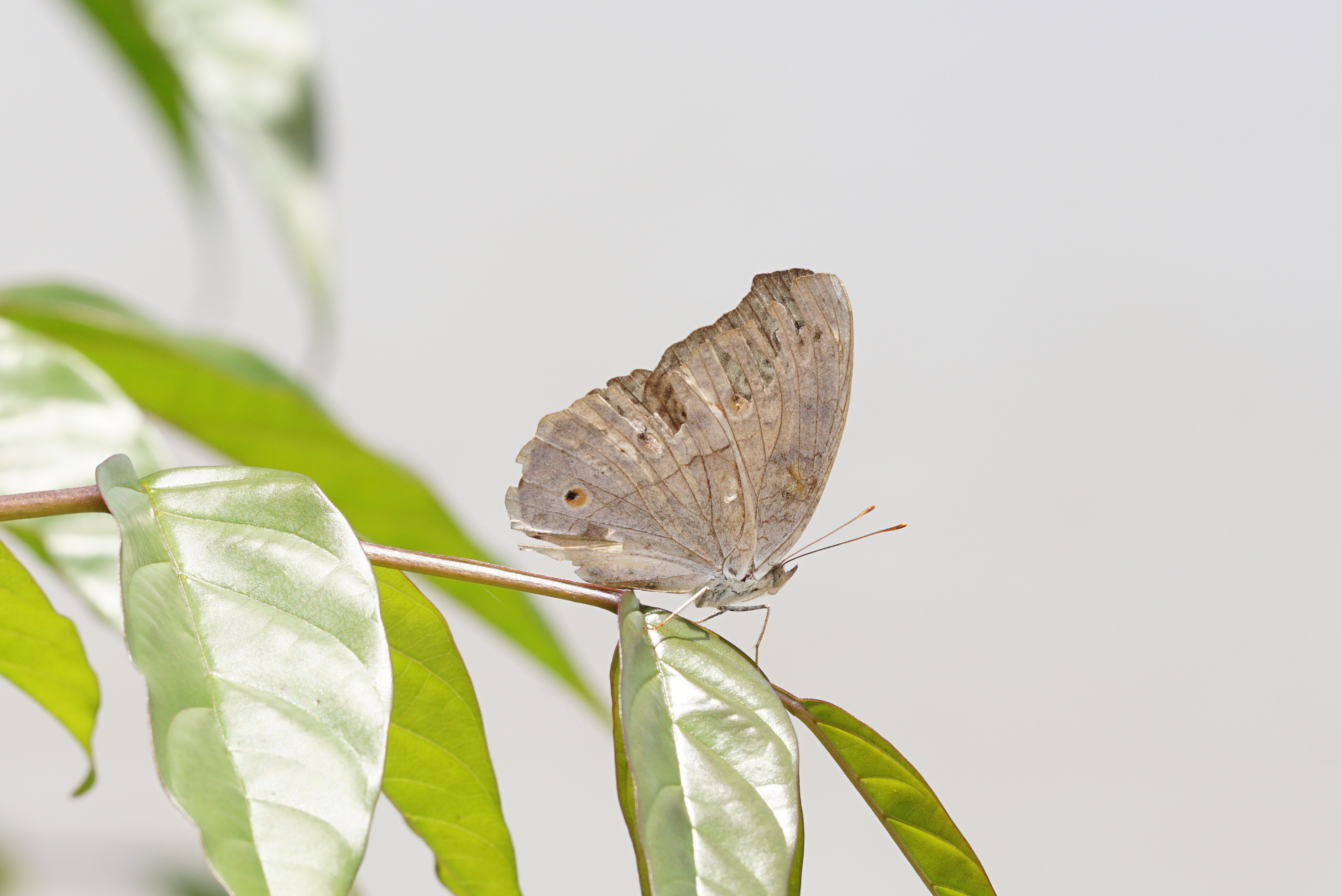 Junonia atlites 09111