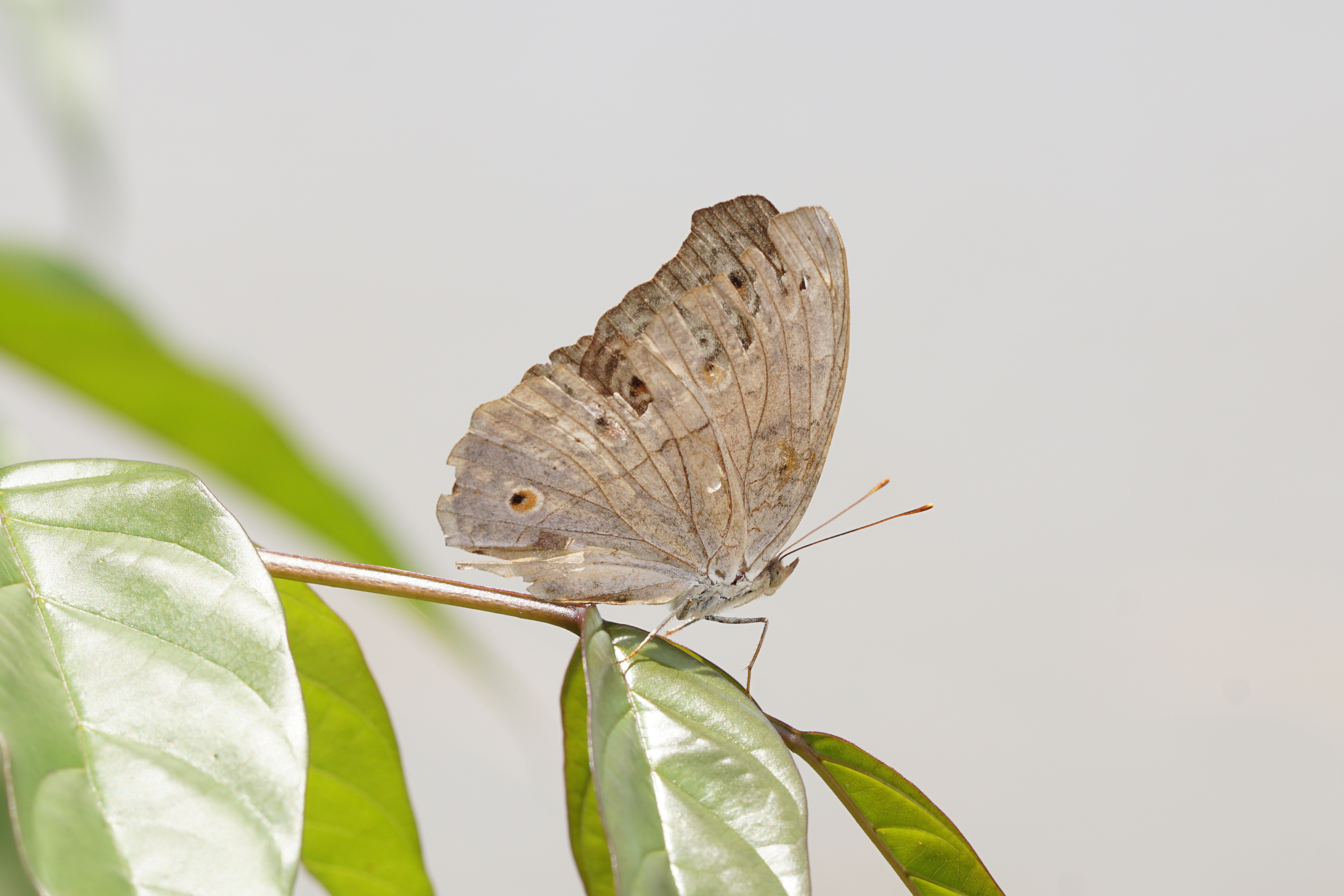 Junonia atlites 09119