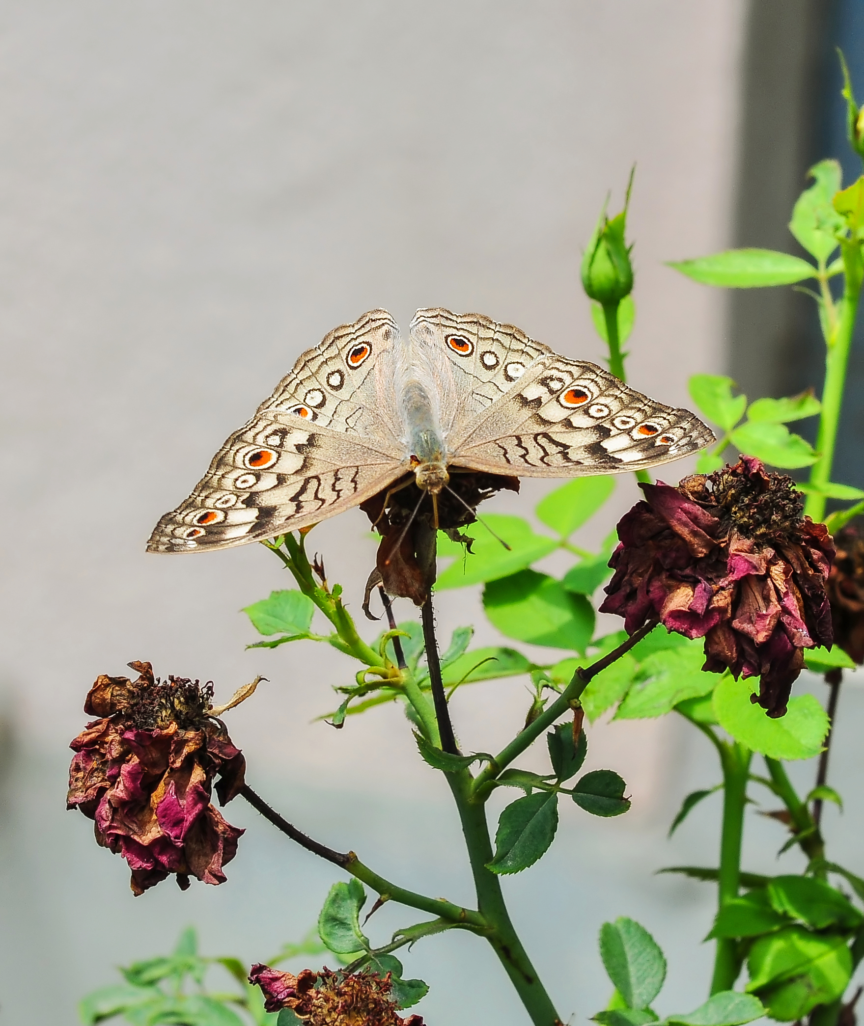 Junonia atlites 26052014