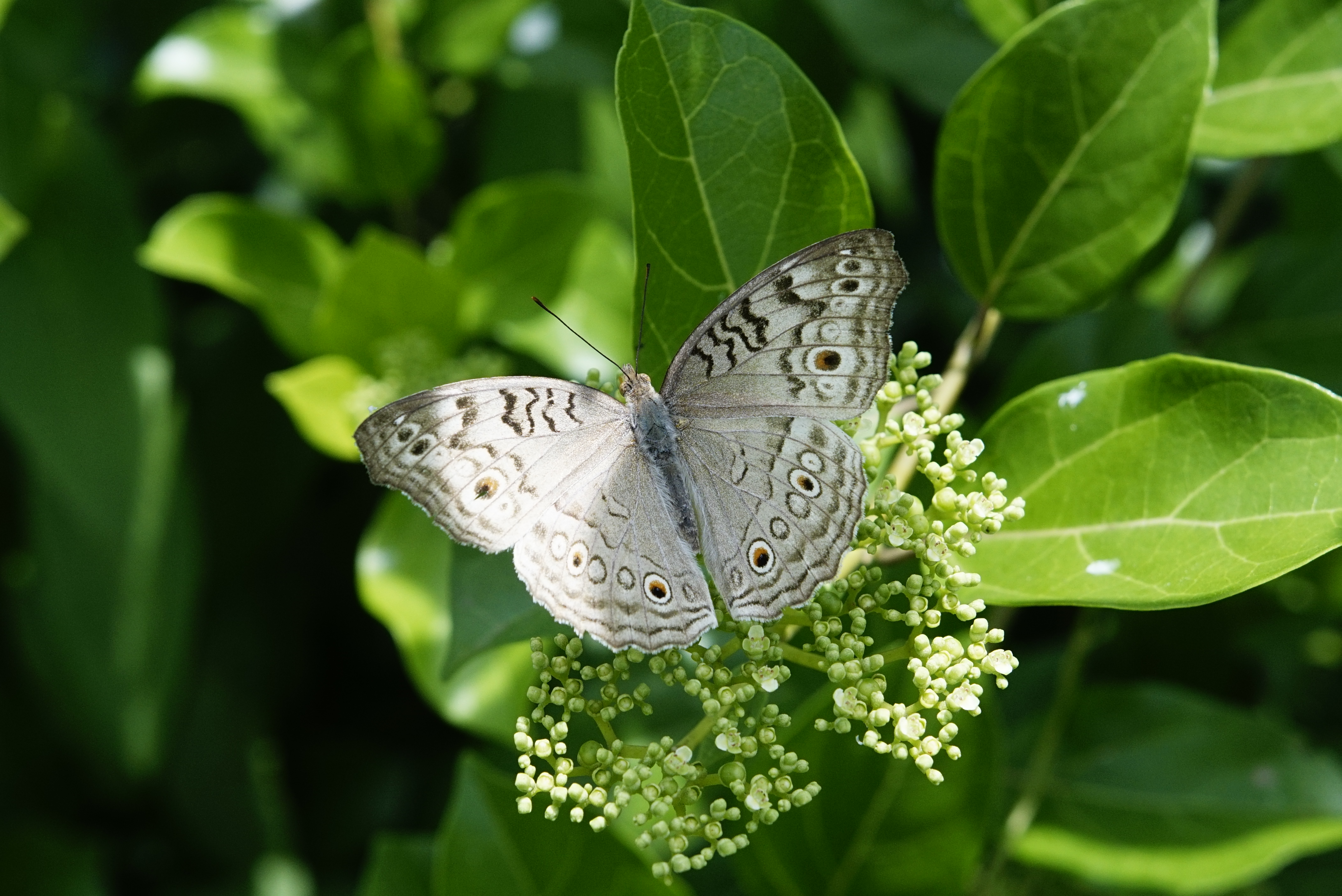 Junonia atlites 5201