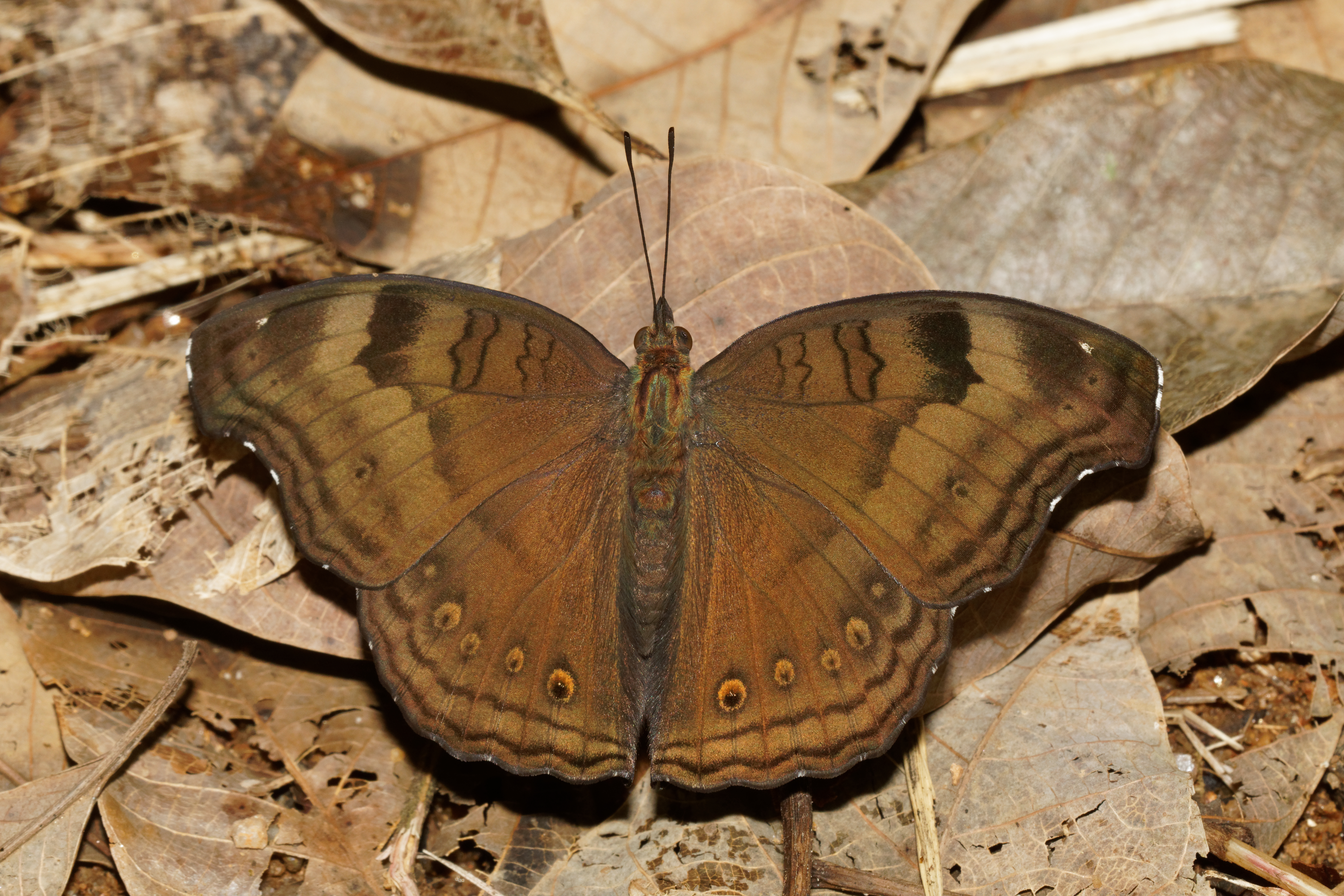 Junonia iphita-Kadavoor-2016-08-08-001