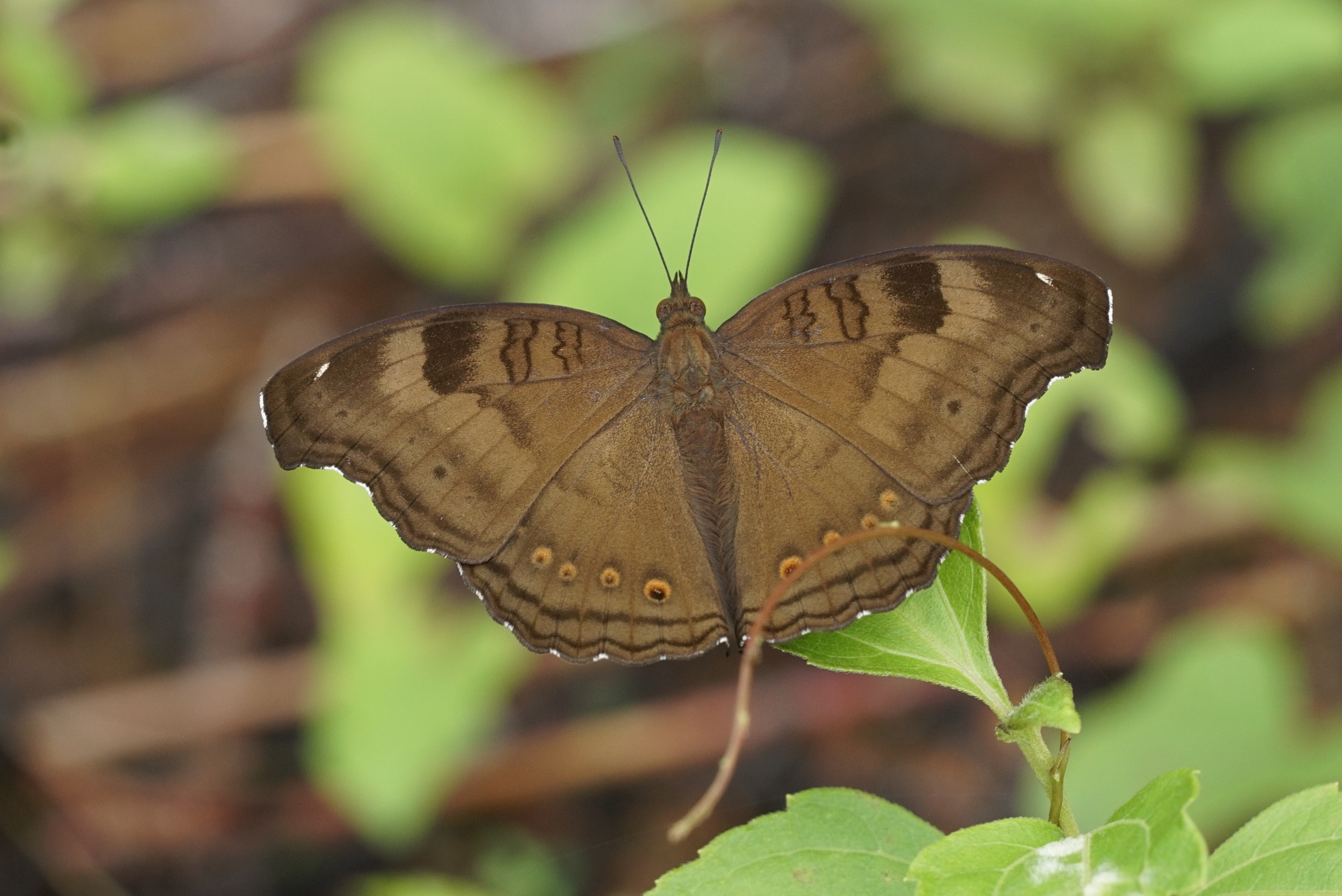 Junonia iphita 03414