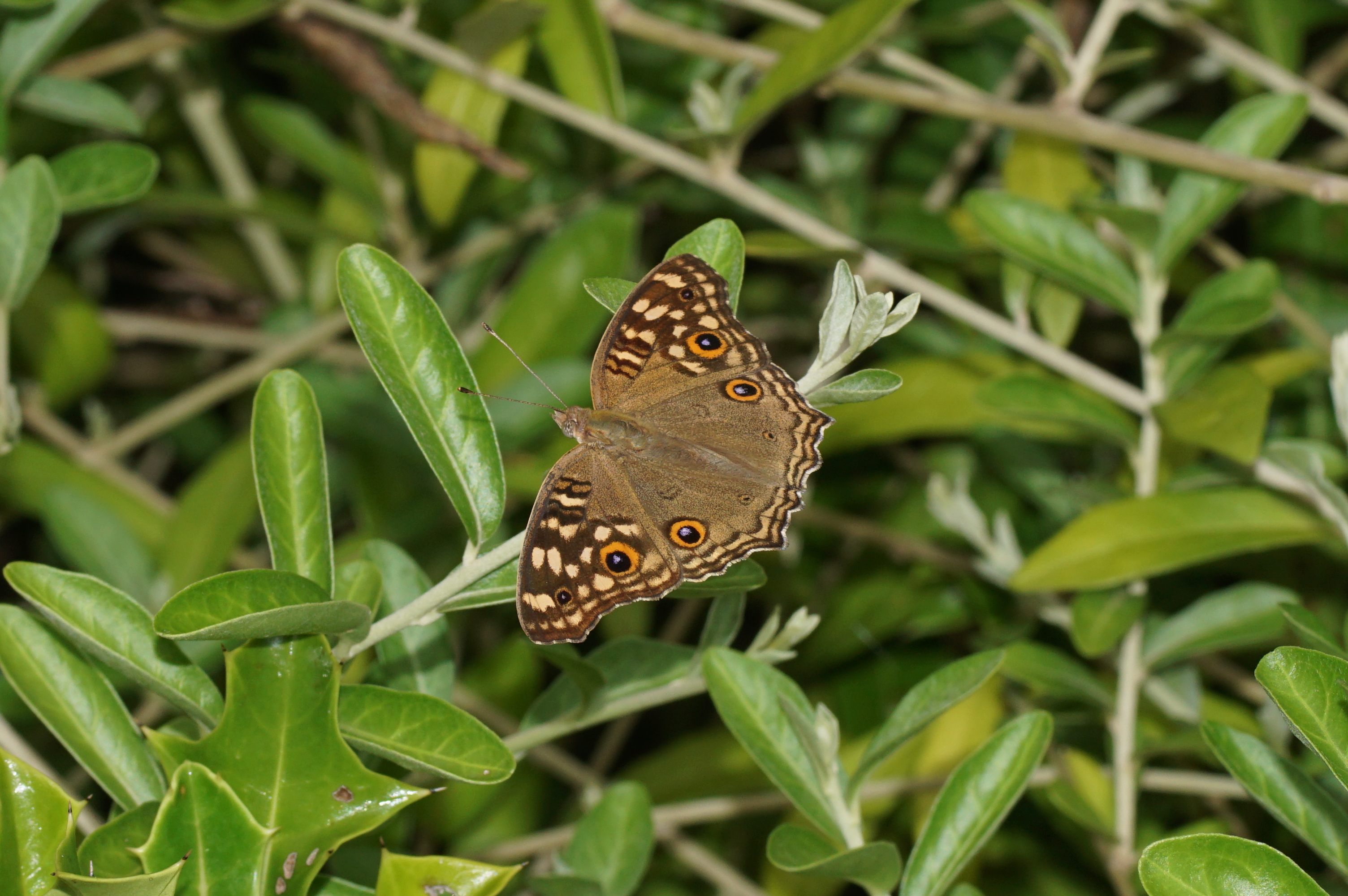 Junonia lemonias 03254