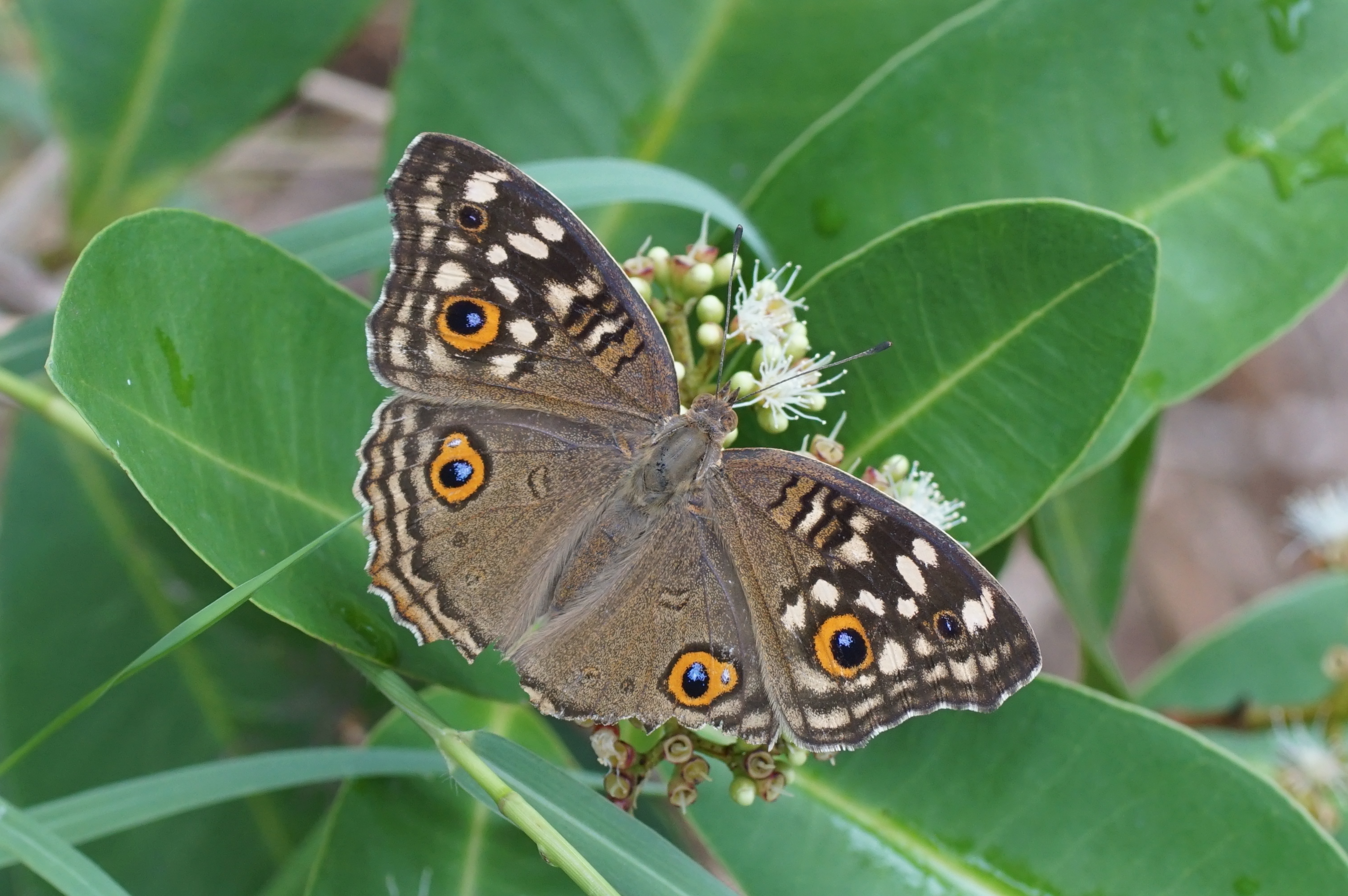 Junonia lemonias 03557