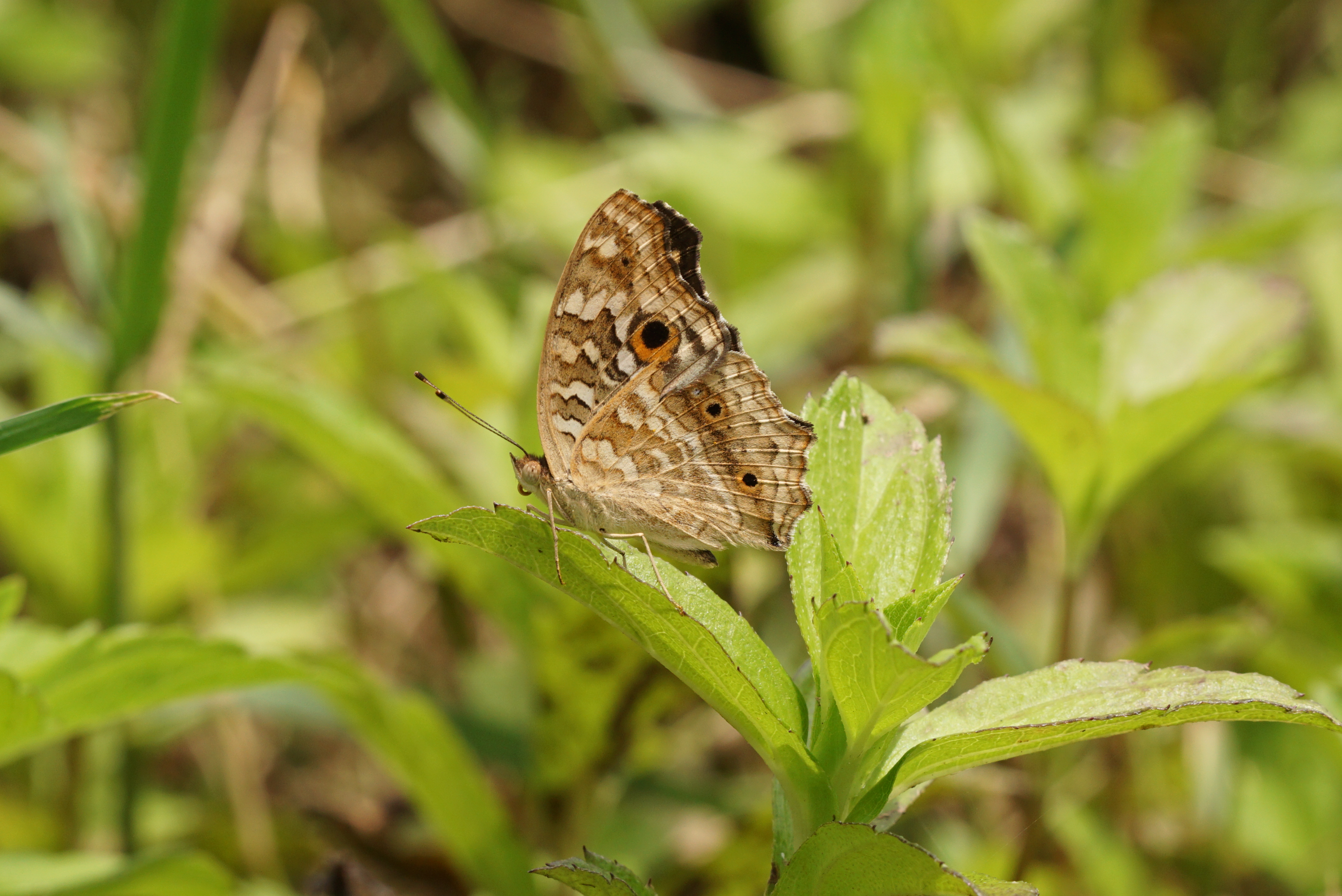 Junonia lemonias 04210