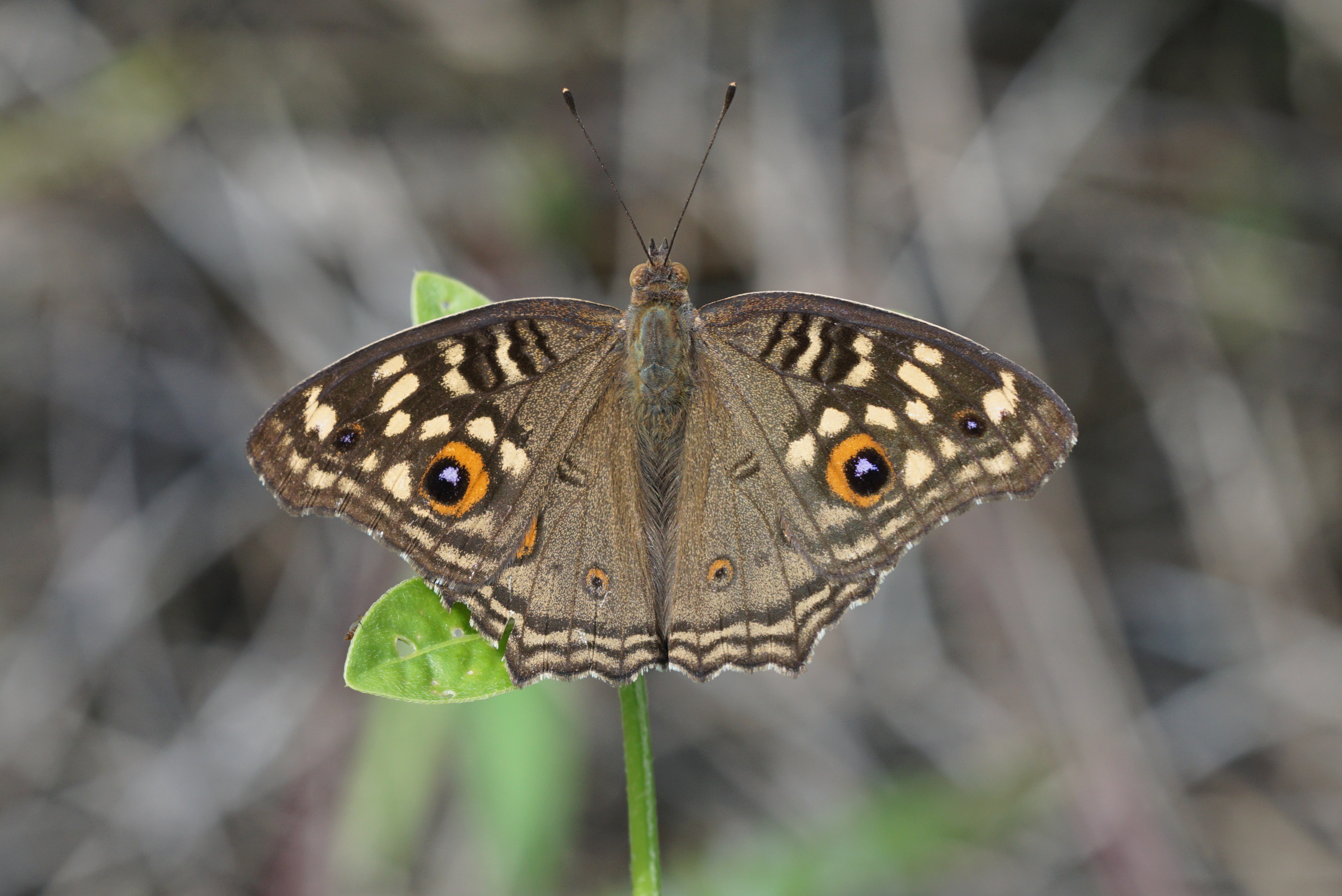 Junonia lemonias 04698