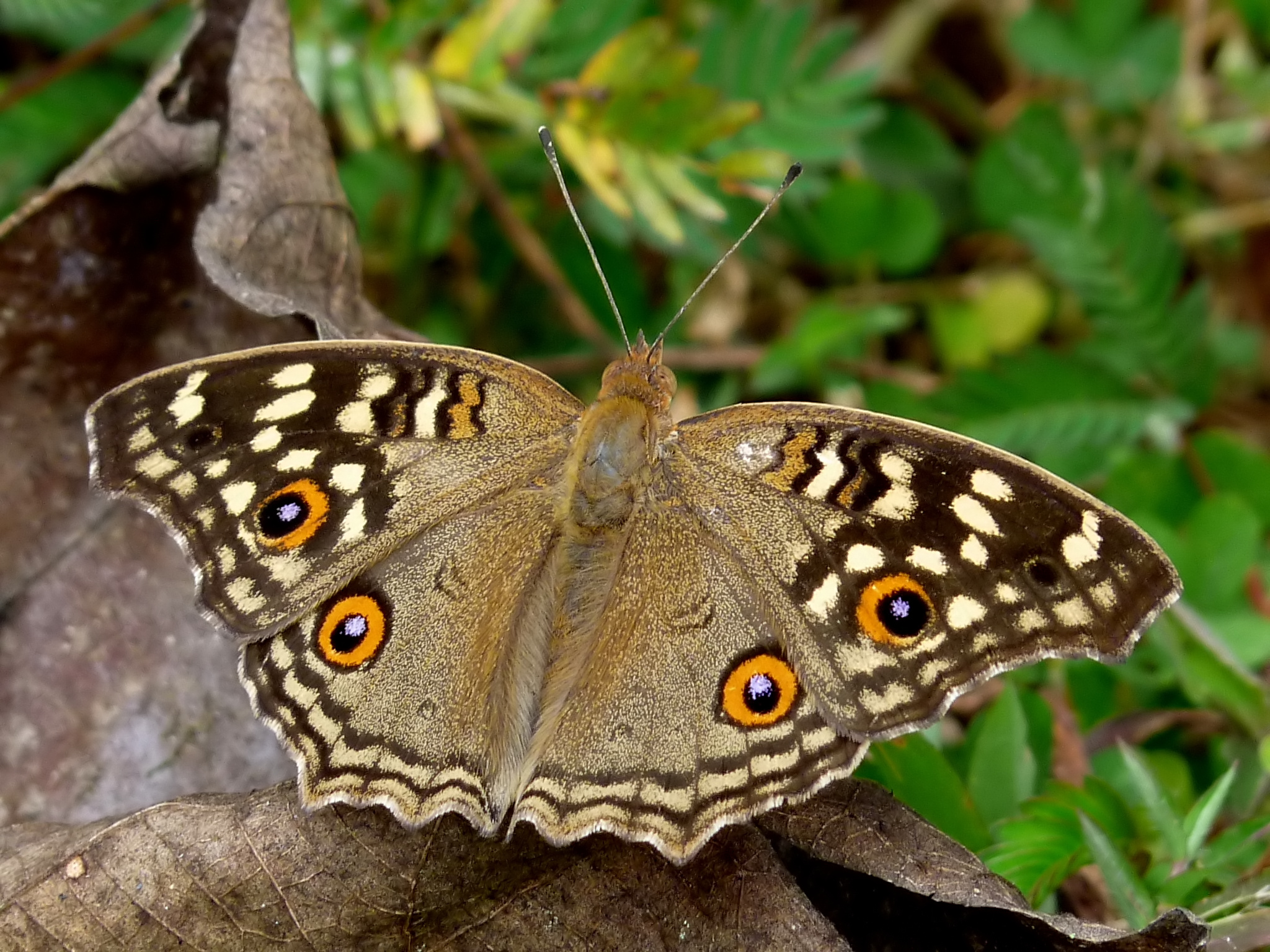 Junonia lemonias DSF upper by Kadavoor
