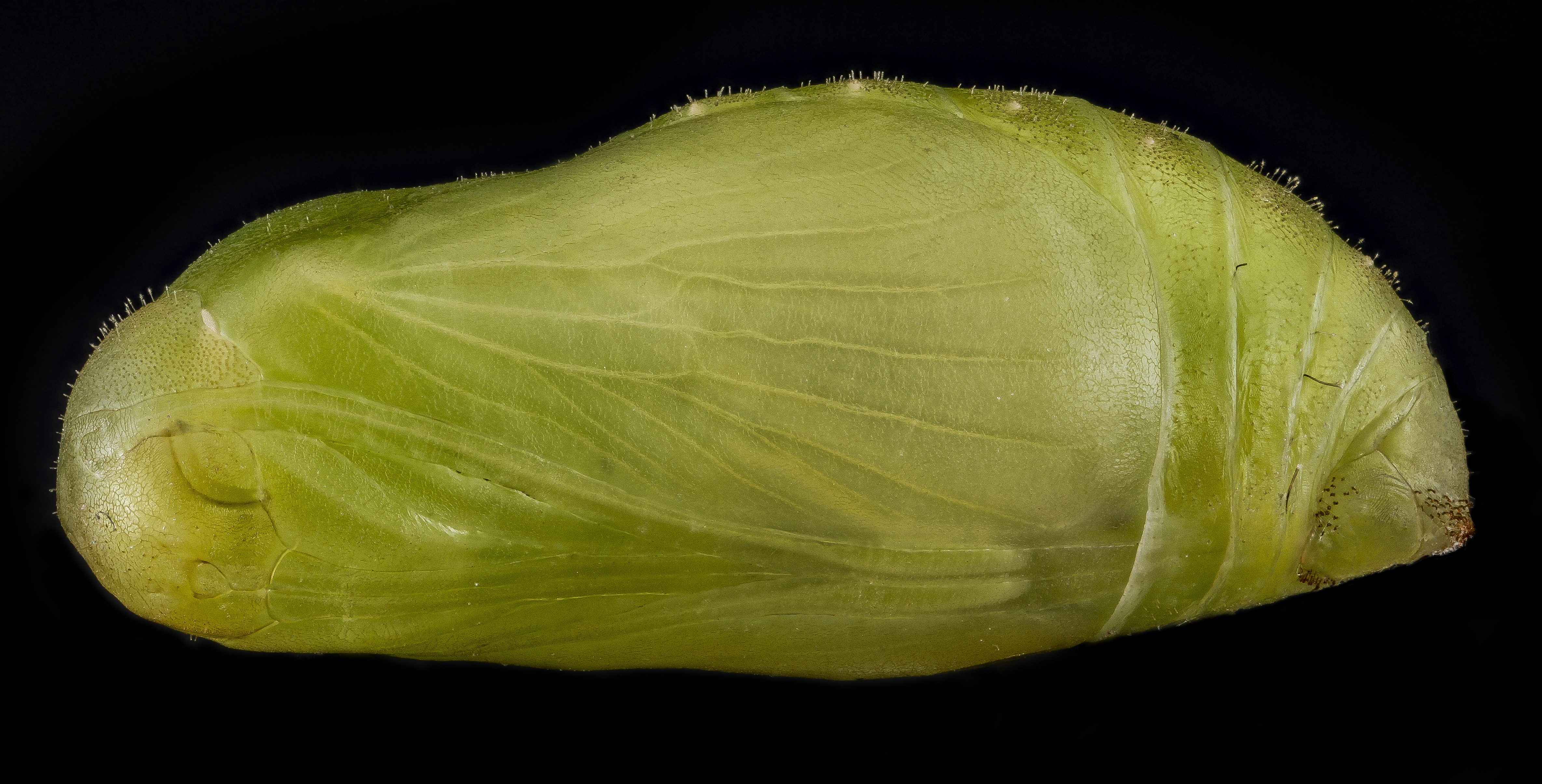 Karner blue pupa