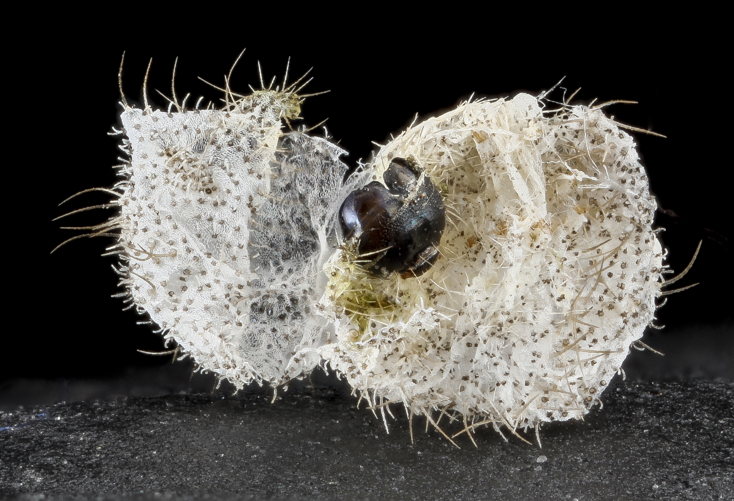 Karner blue skin2 2013-04-24-11.16.32 ZS PMax (8677721573)