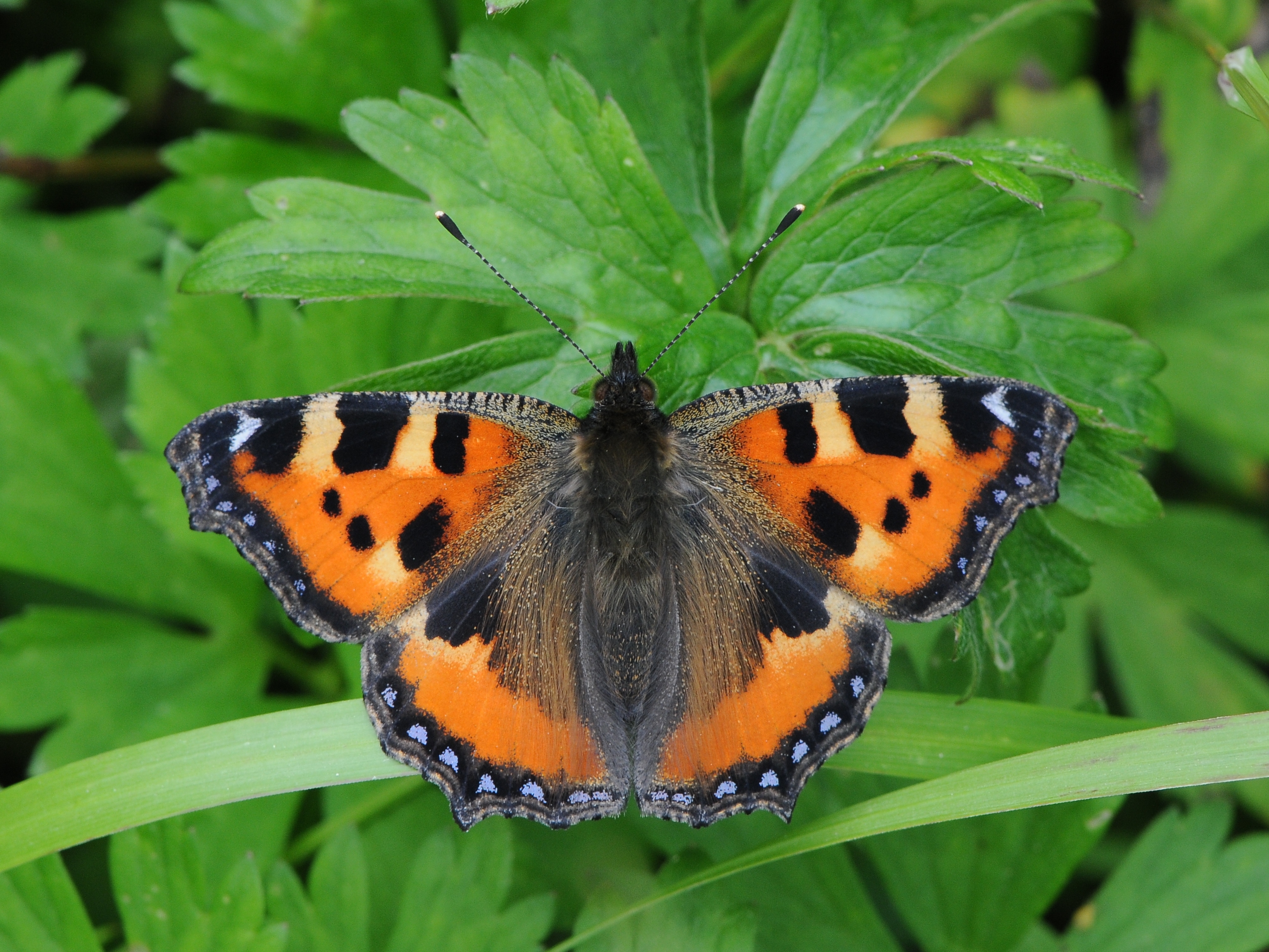 Kleiner Fuchs, Aglais urticae 007