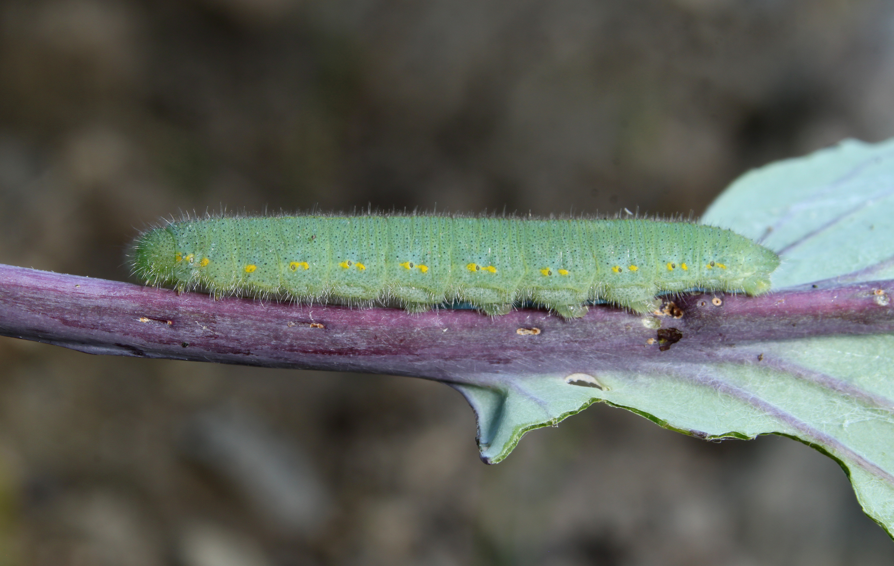 Kleiner Kohlweißling Pieris rapae