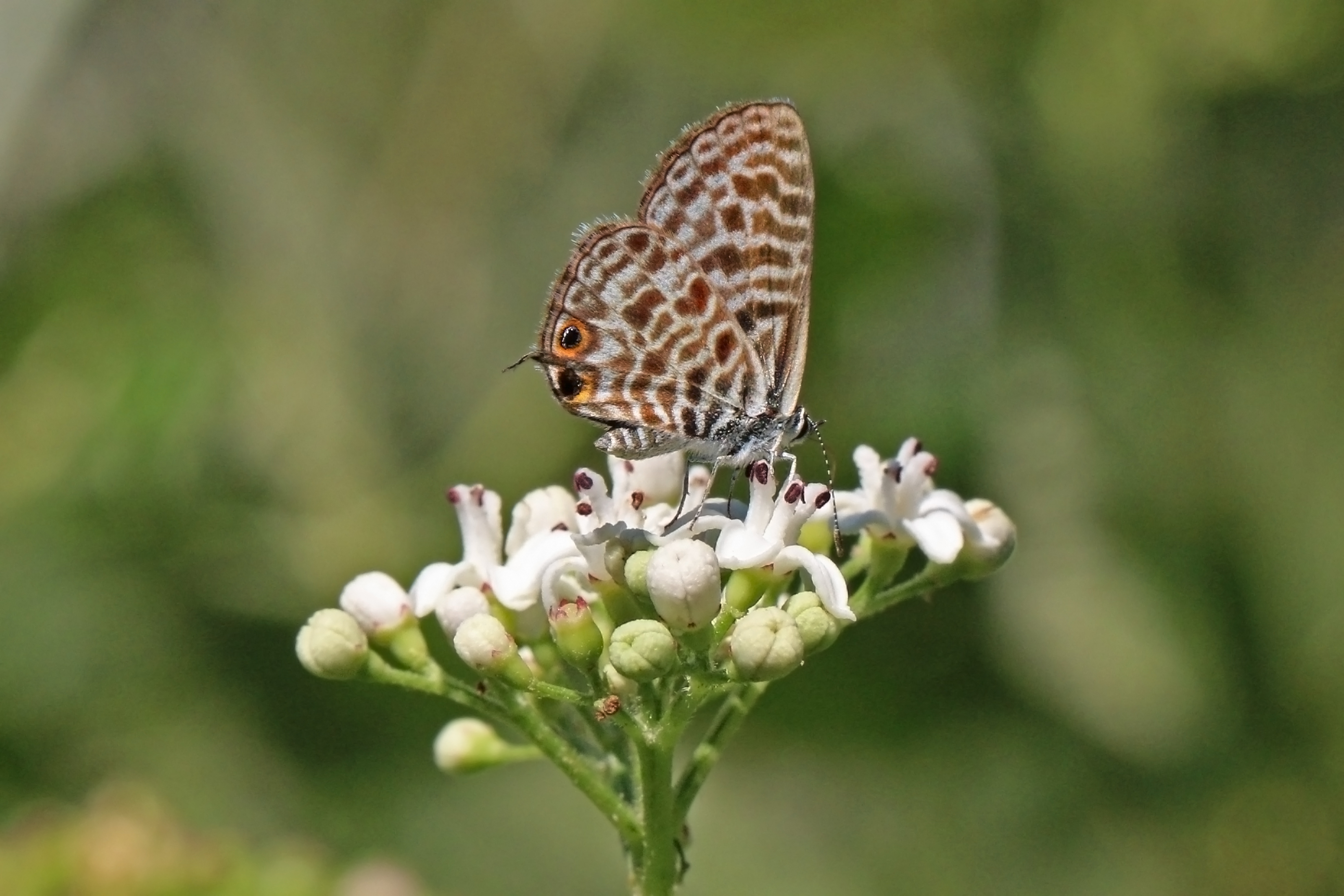 Lang's short-tail blue (Leptotes pirithous) underside Macedonia