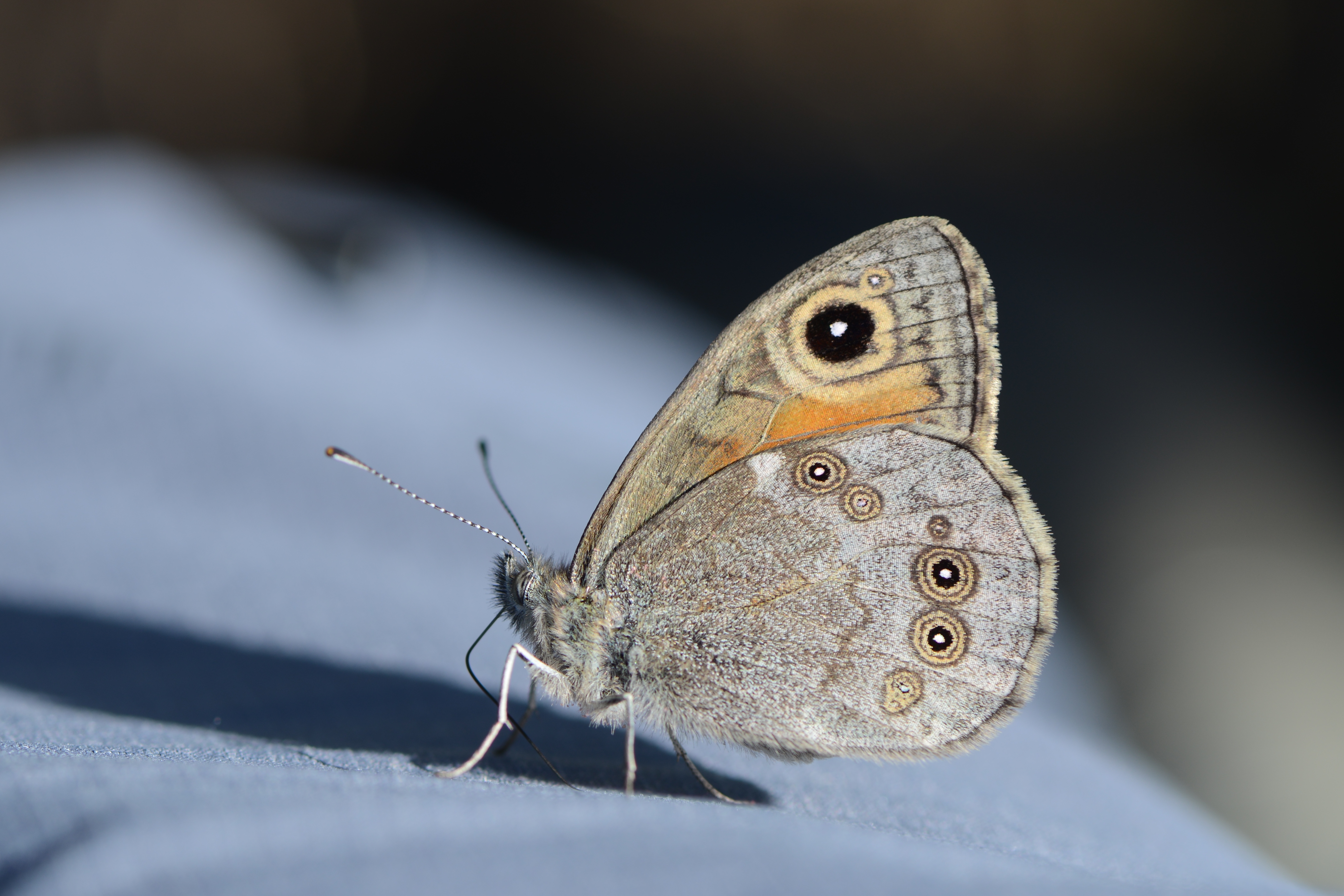 Lasiommata maera, Braunauge 3