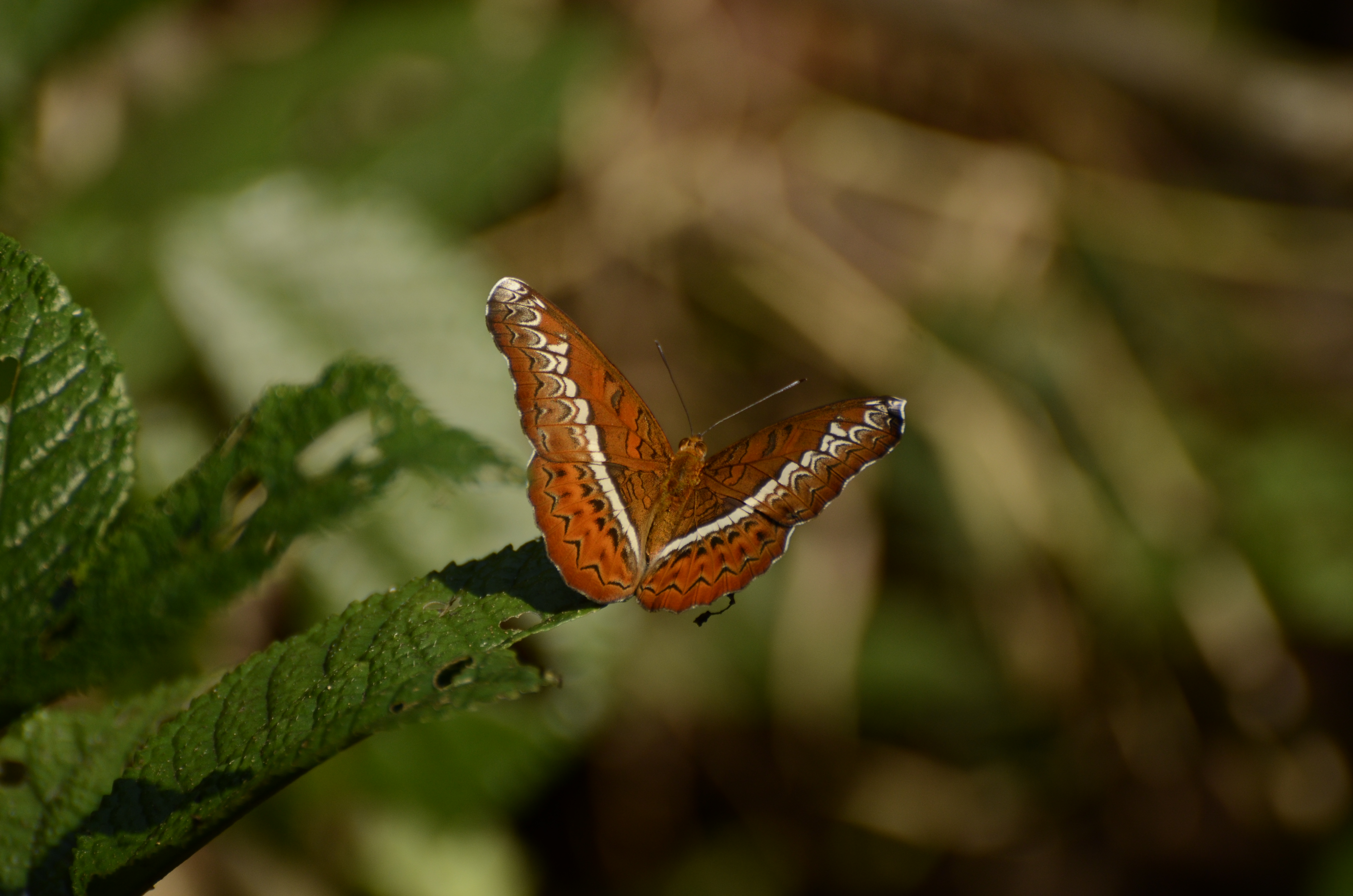 Lebadea martha knight butterflies of pakke tiger reserve JEG3787