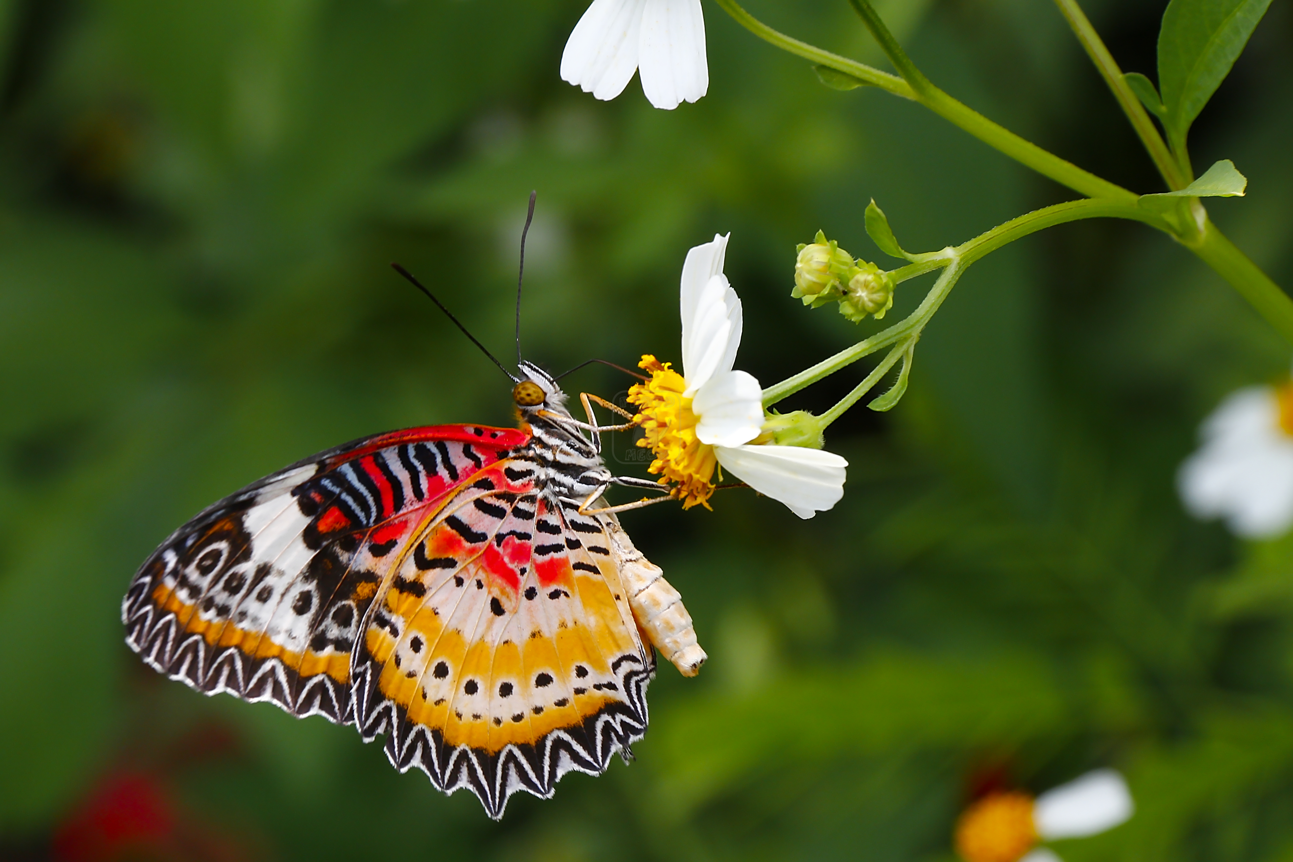 Leopard Lacewing (8043247327)