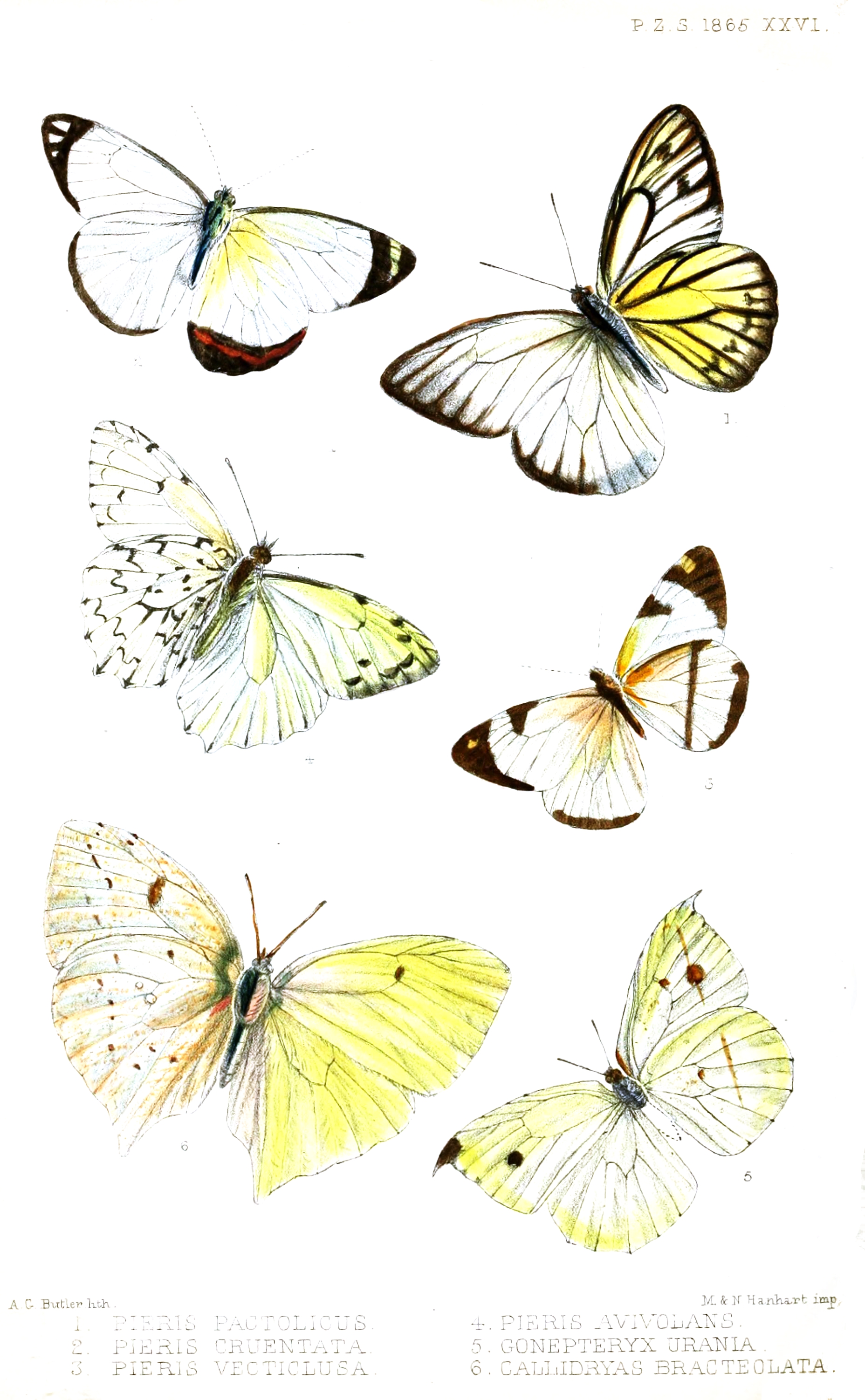 Lepidoptera2ButlerPZSL1865