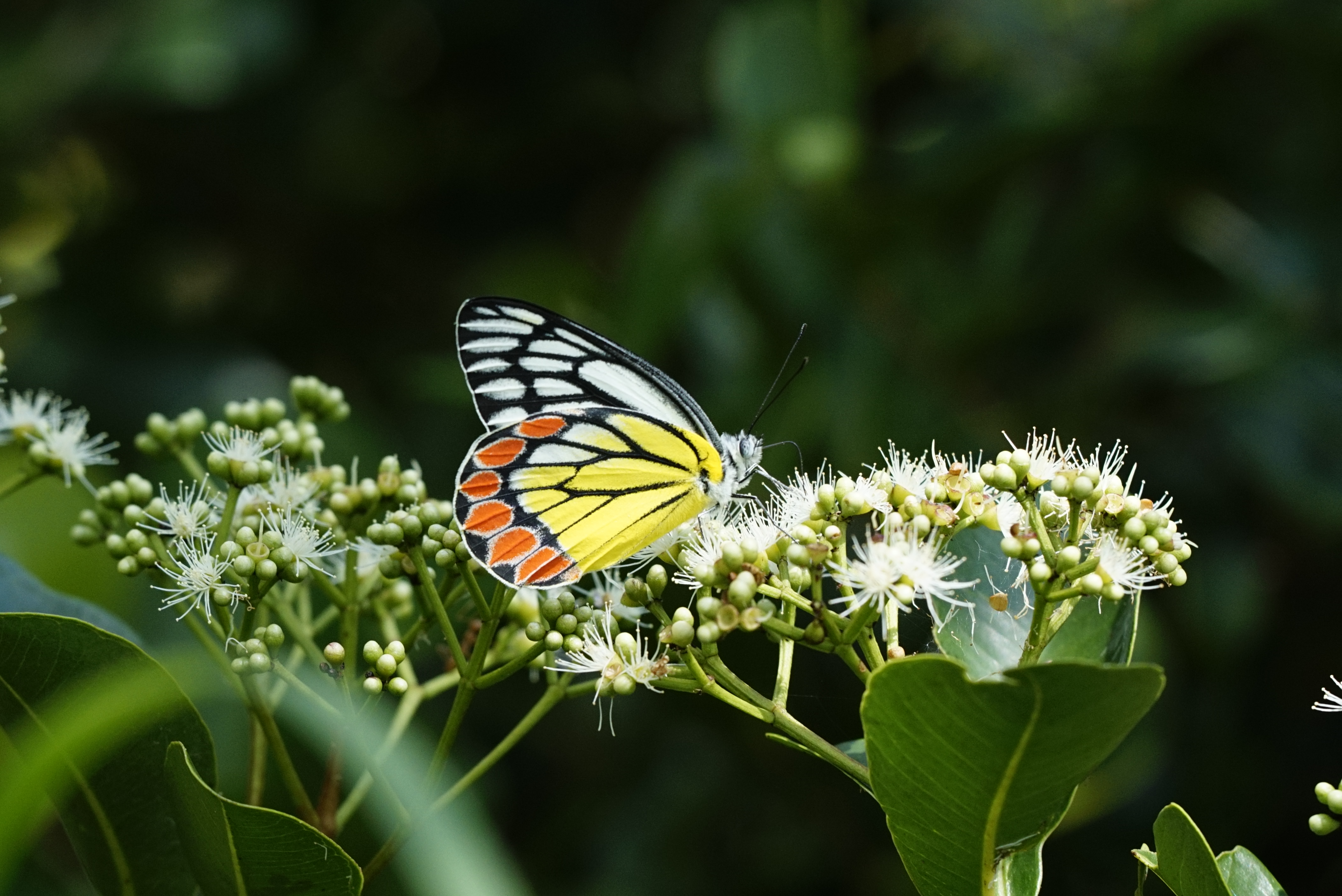 Lepidoptera 1039