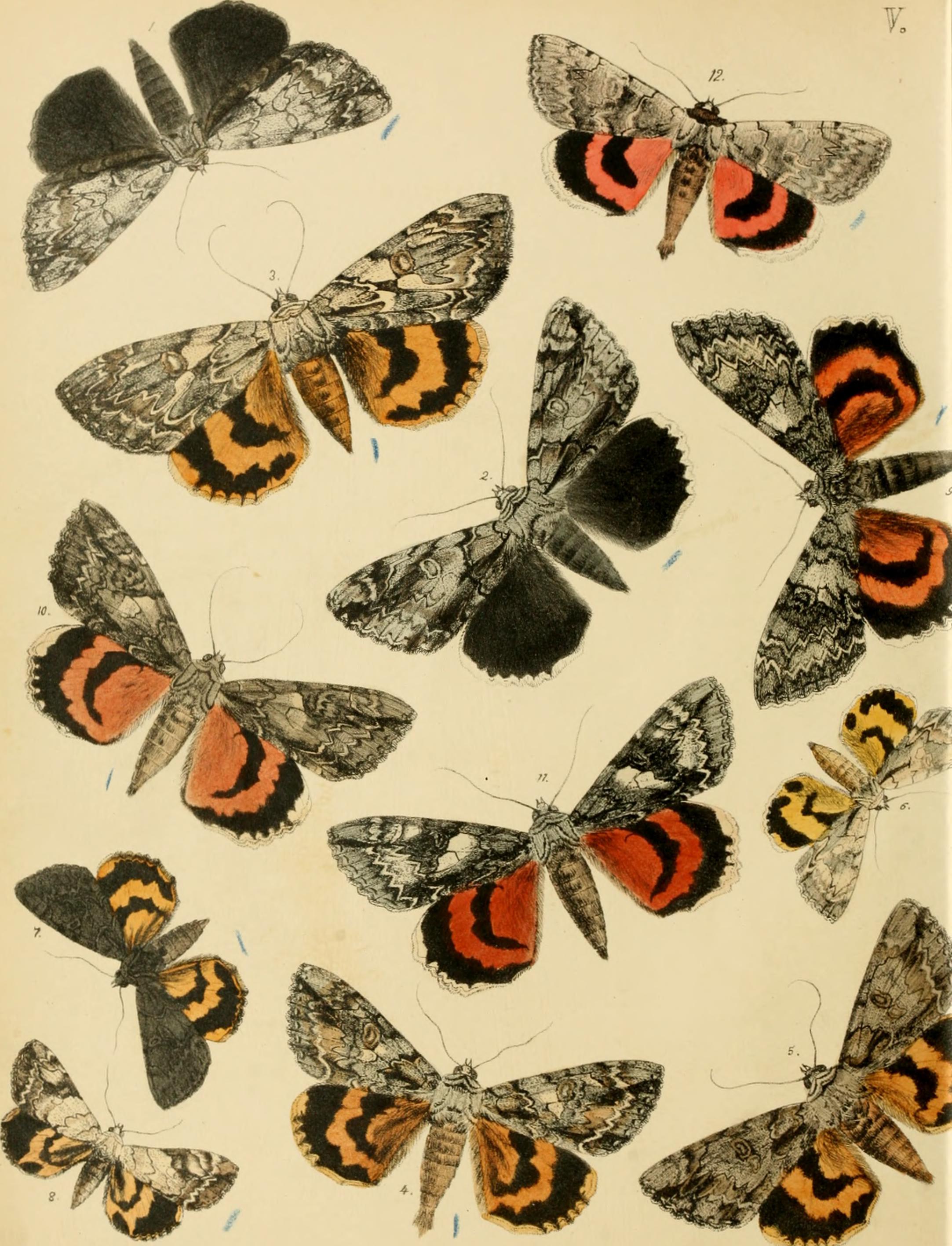 Lepidoptera, rhopaloceres and heteroceres, indigenous and exotic; with descriptions and colored illustrations (1872) (14590759398)