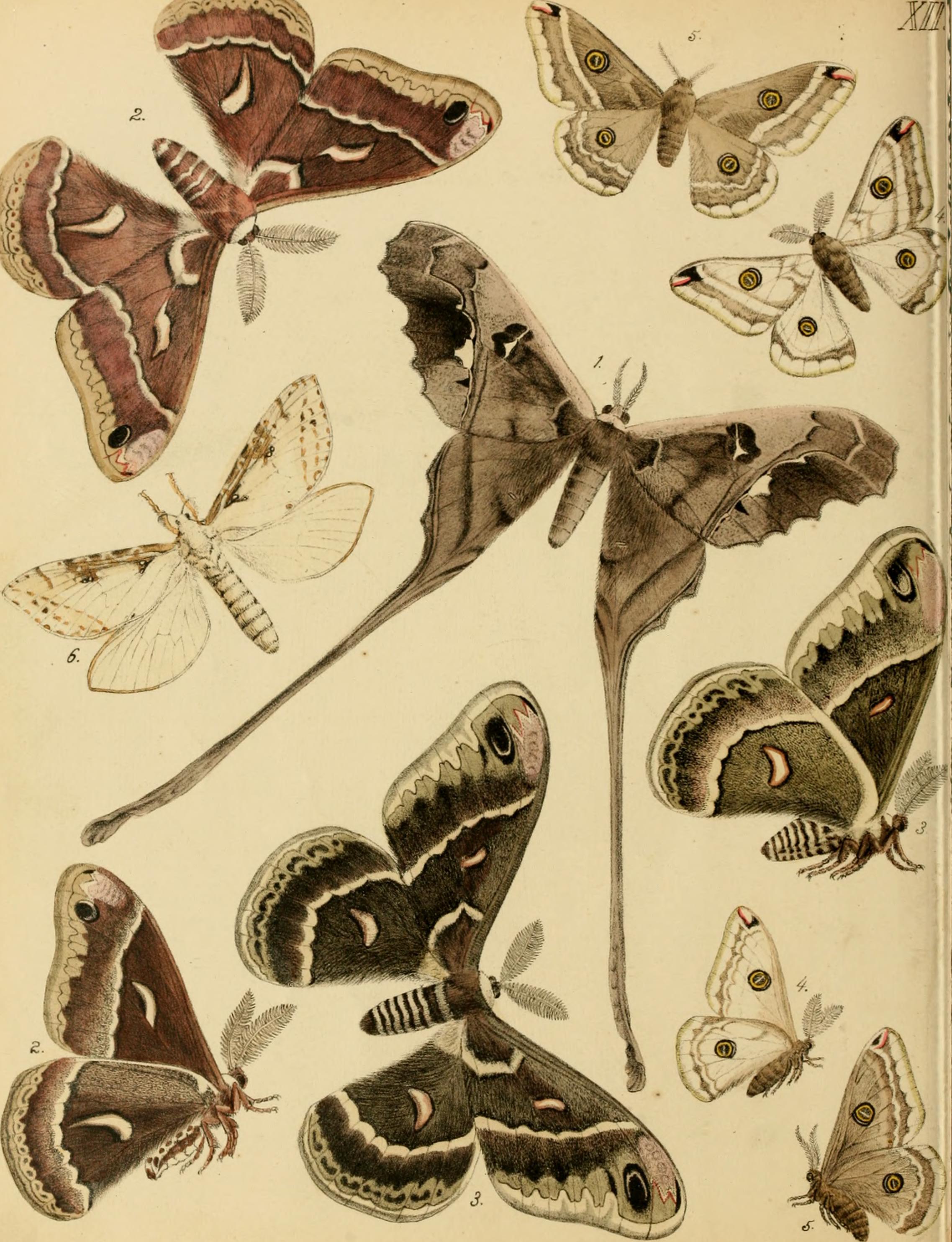 Lepidoptera, rhopaloceres and heteroceres, indigenous and exotic; with descriptions and colored illustrations (1872) (14754407766)
