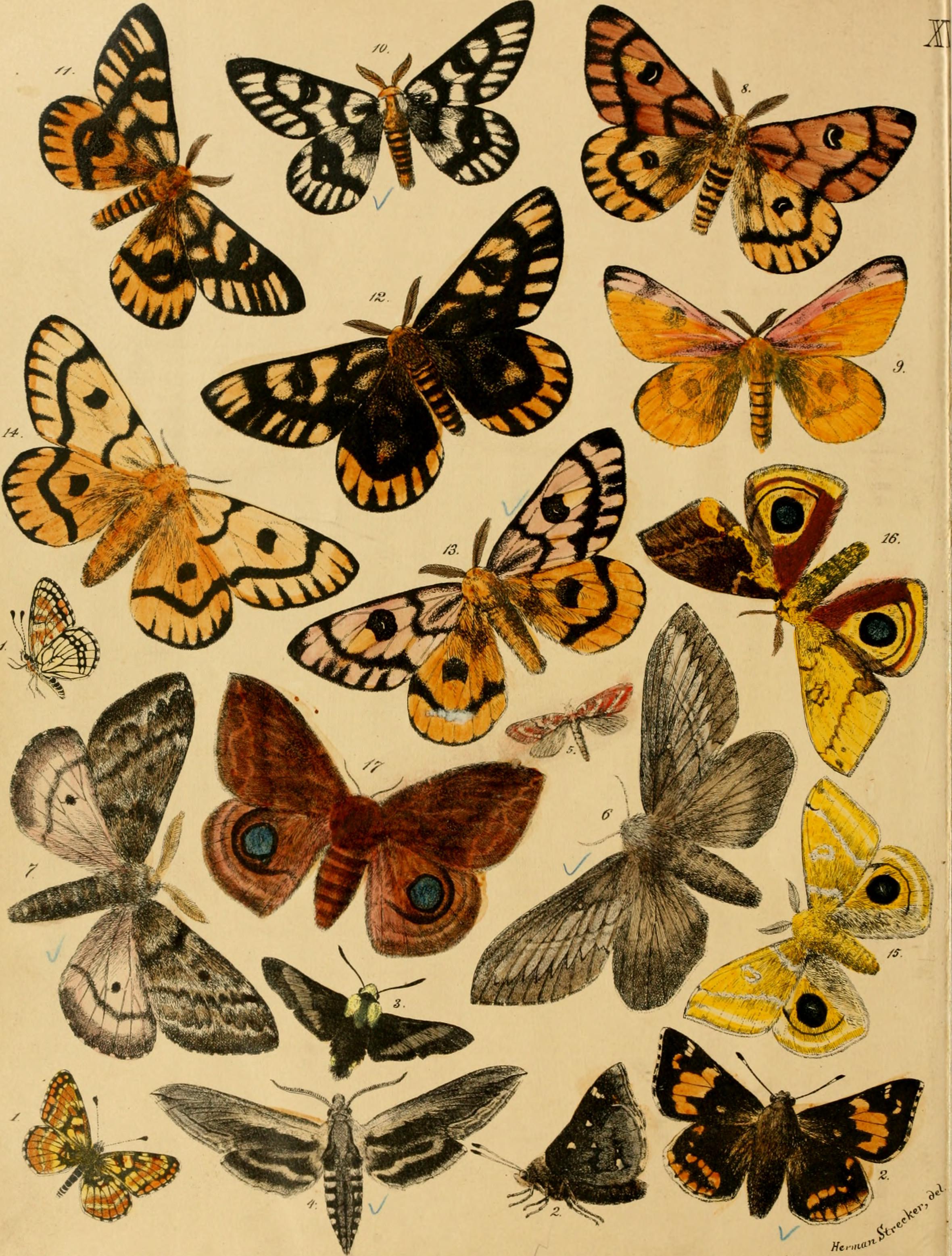 Lepidoptera, rhopaloceres and heteroceres, indigenous and exotic; with descriptions and colored illustrations (1872) (14775069774)