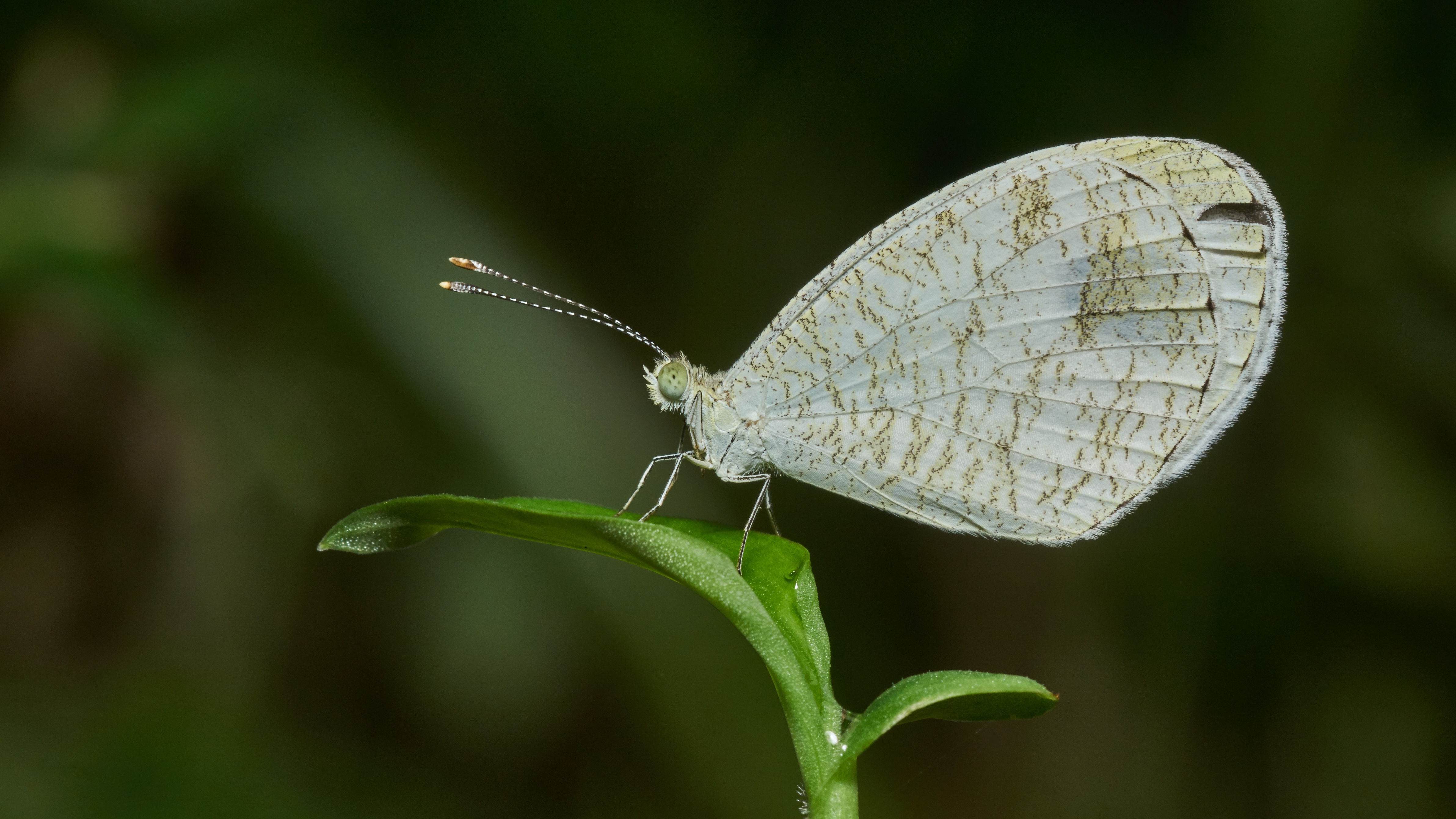 Leptosia nina-Kadavoor-2017-05-04-004