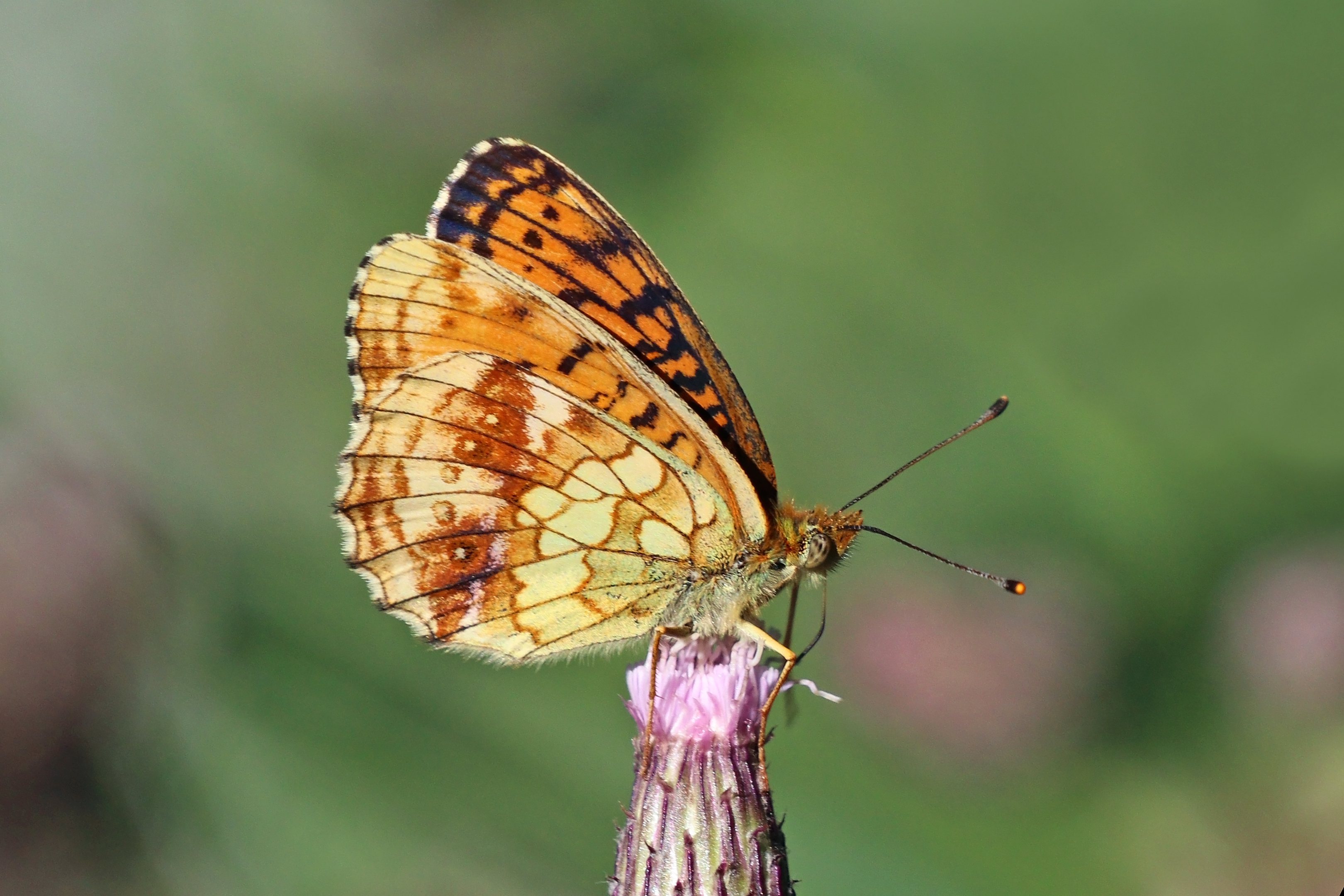 Lesser marbled fritillary (Brenthis ino) underside Sweden