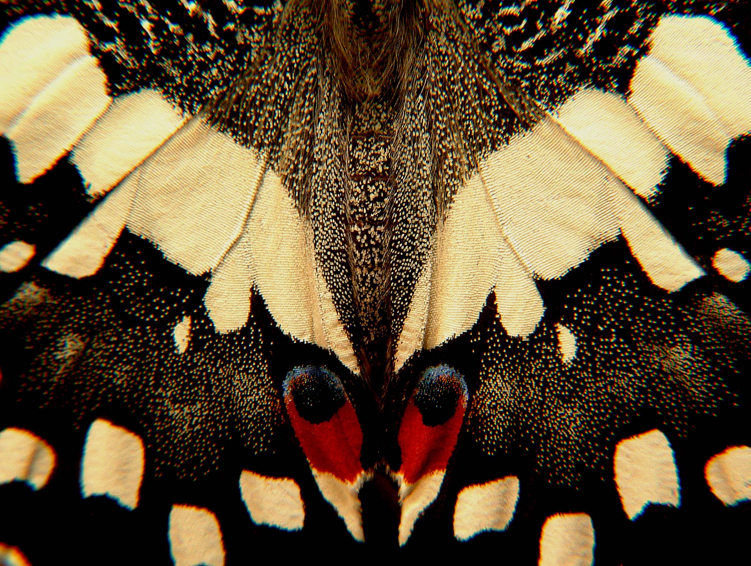 Lime wings