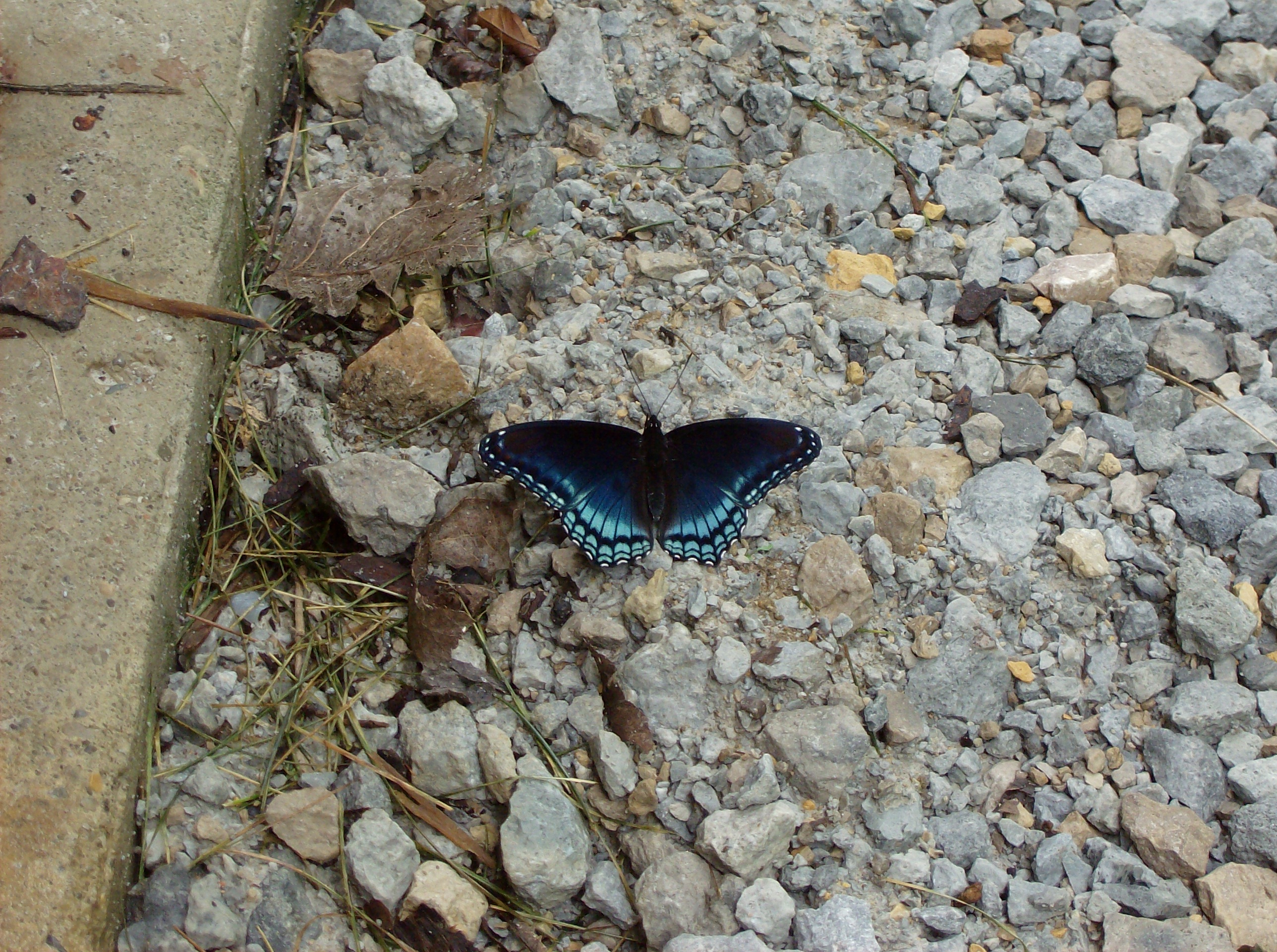 Limenitis arthemis astyanax on gravel