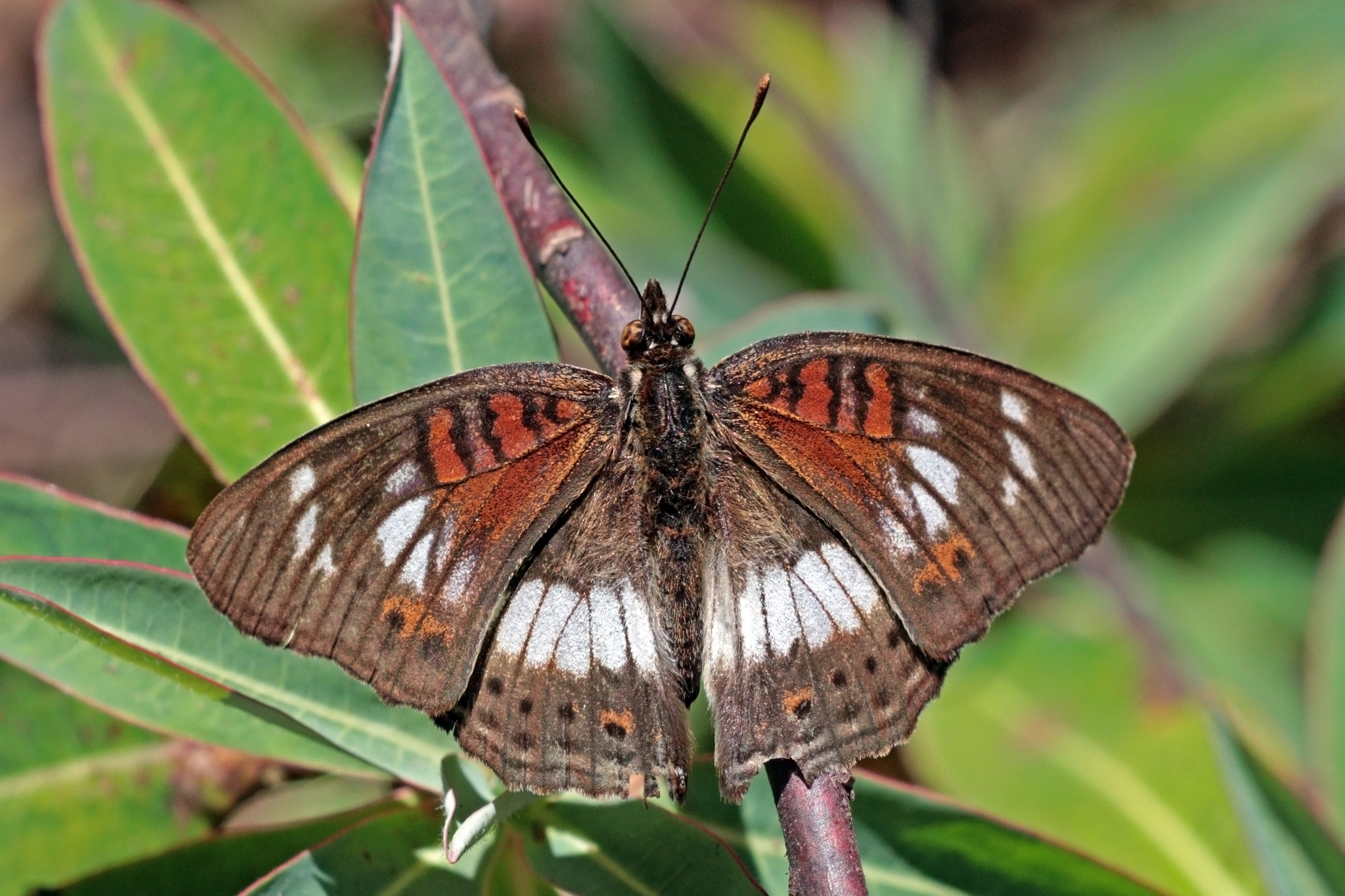 Little commodore (Junonia sophia infracta) white form male