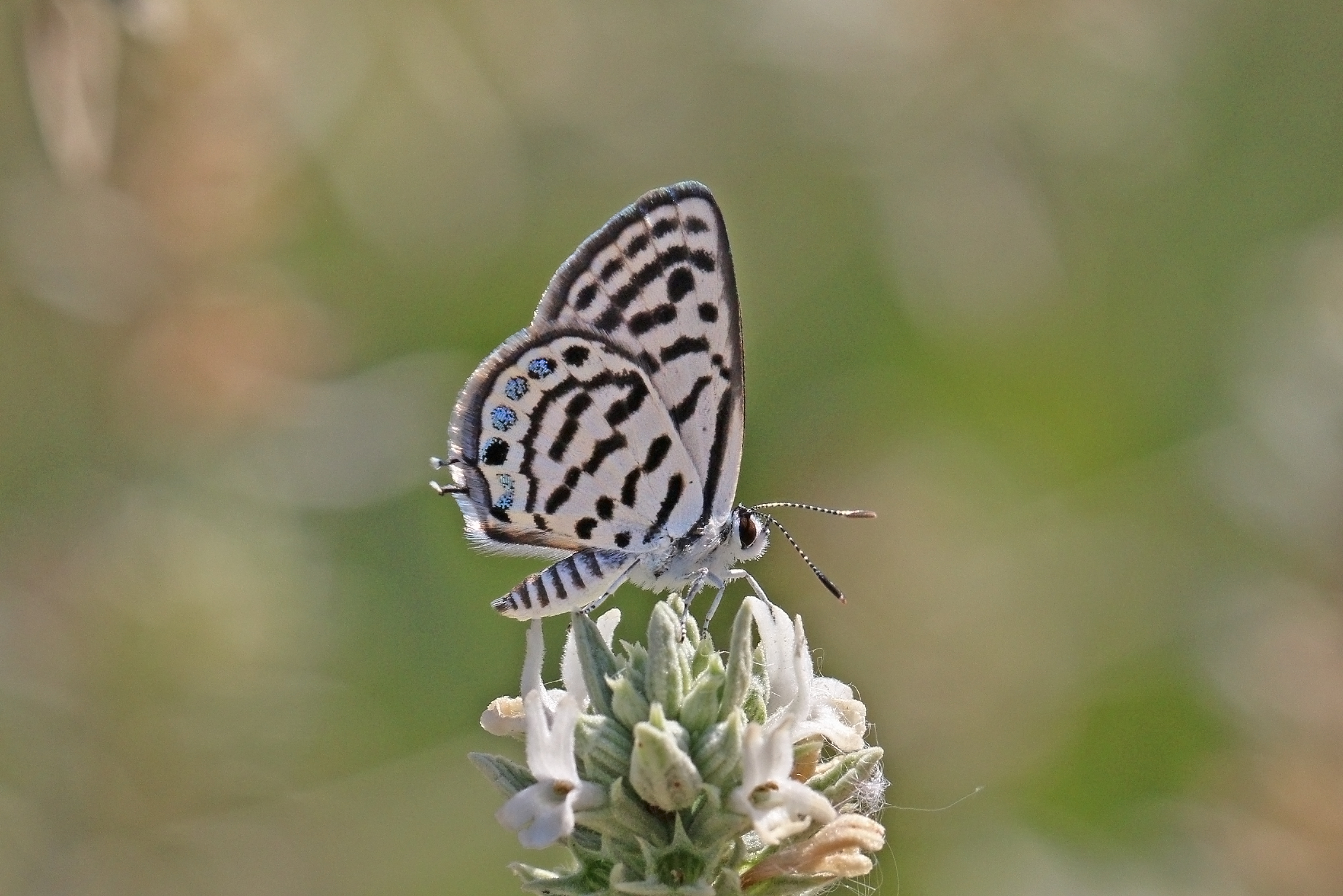 Little tiger blue (Tarucus balkanicus balkanicus) Macedonia
