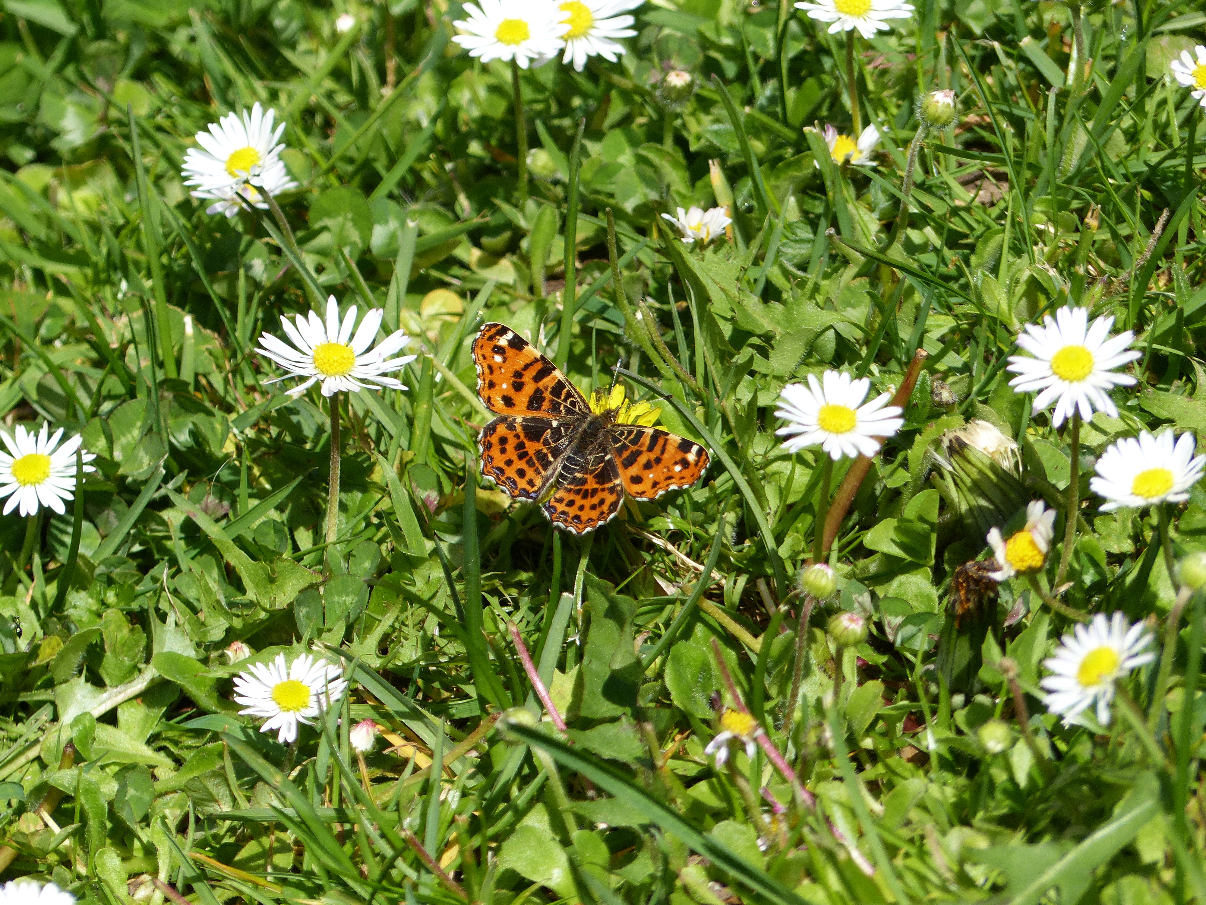 Liver-Hued Butterfly on Asters 2