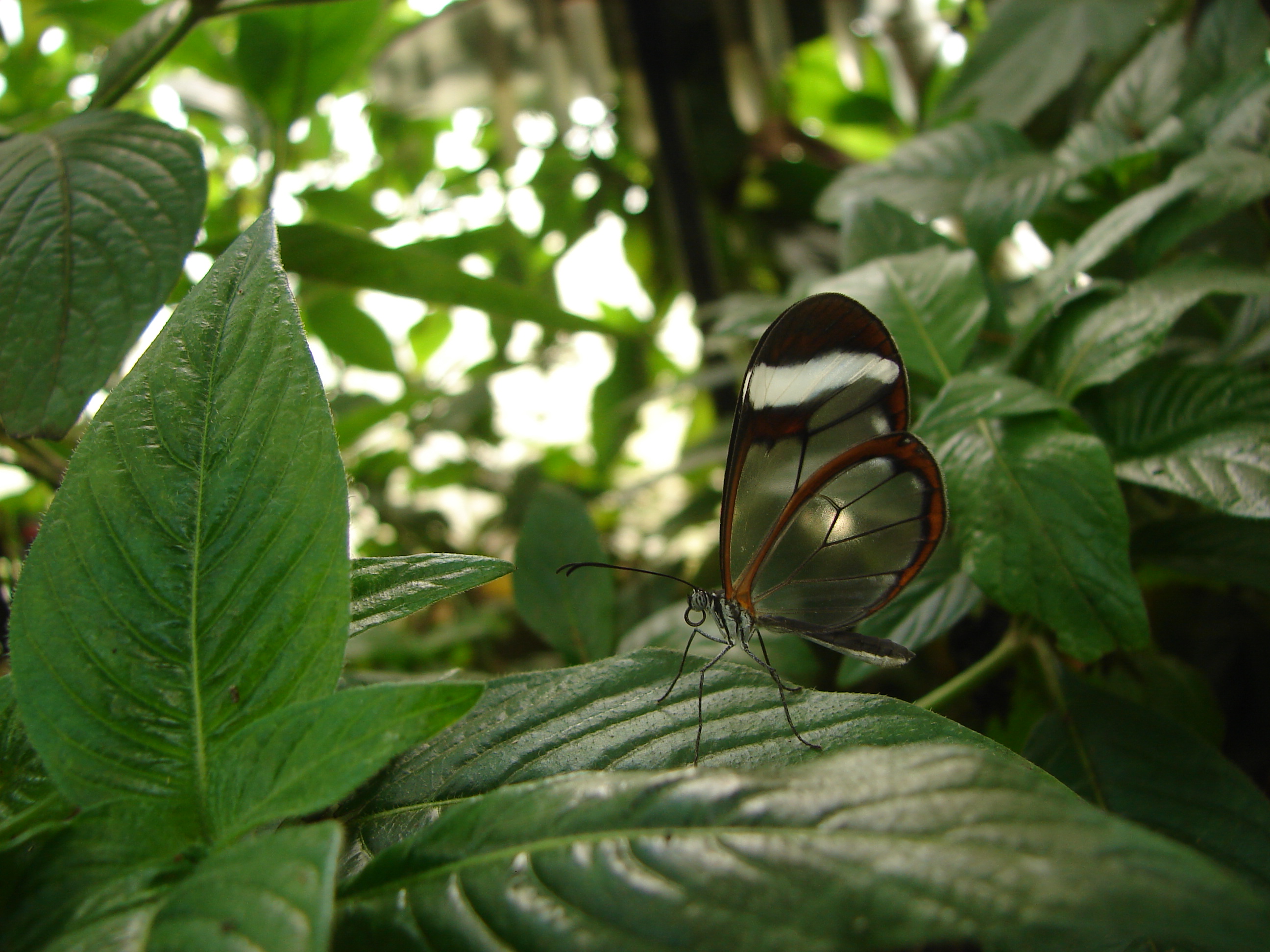 London Zoo 01084