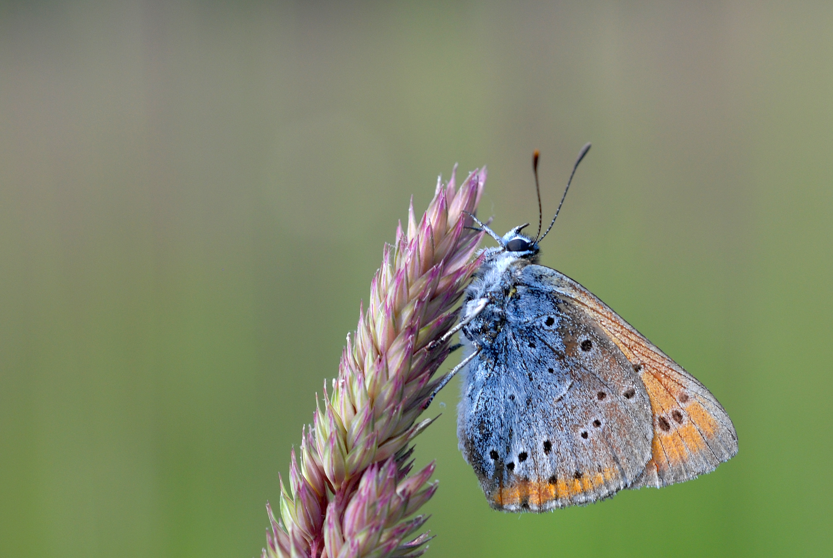 Lycaena dispar (2653359170)