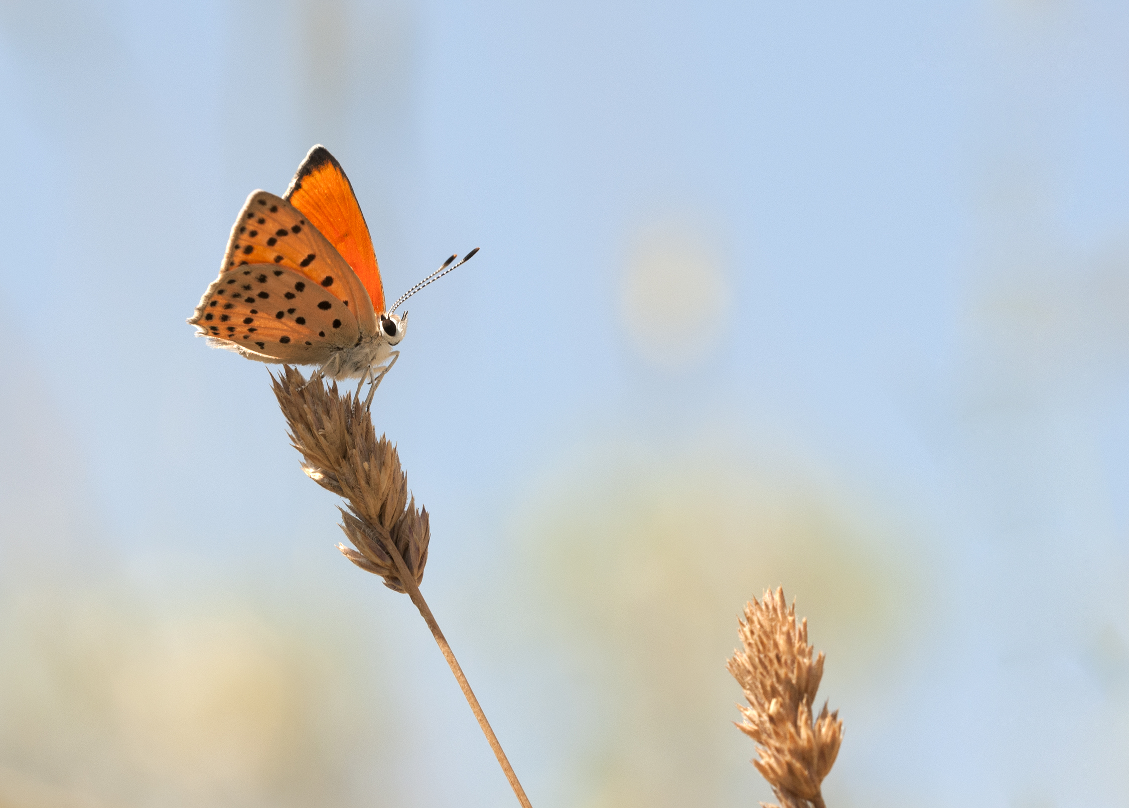 Lycaena ochimus - 01