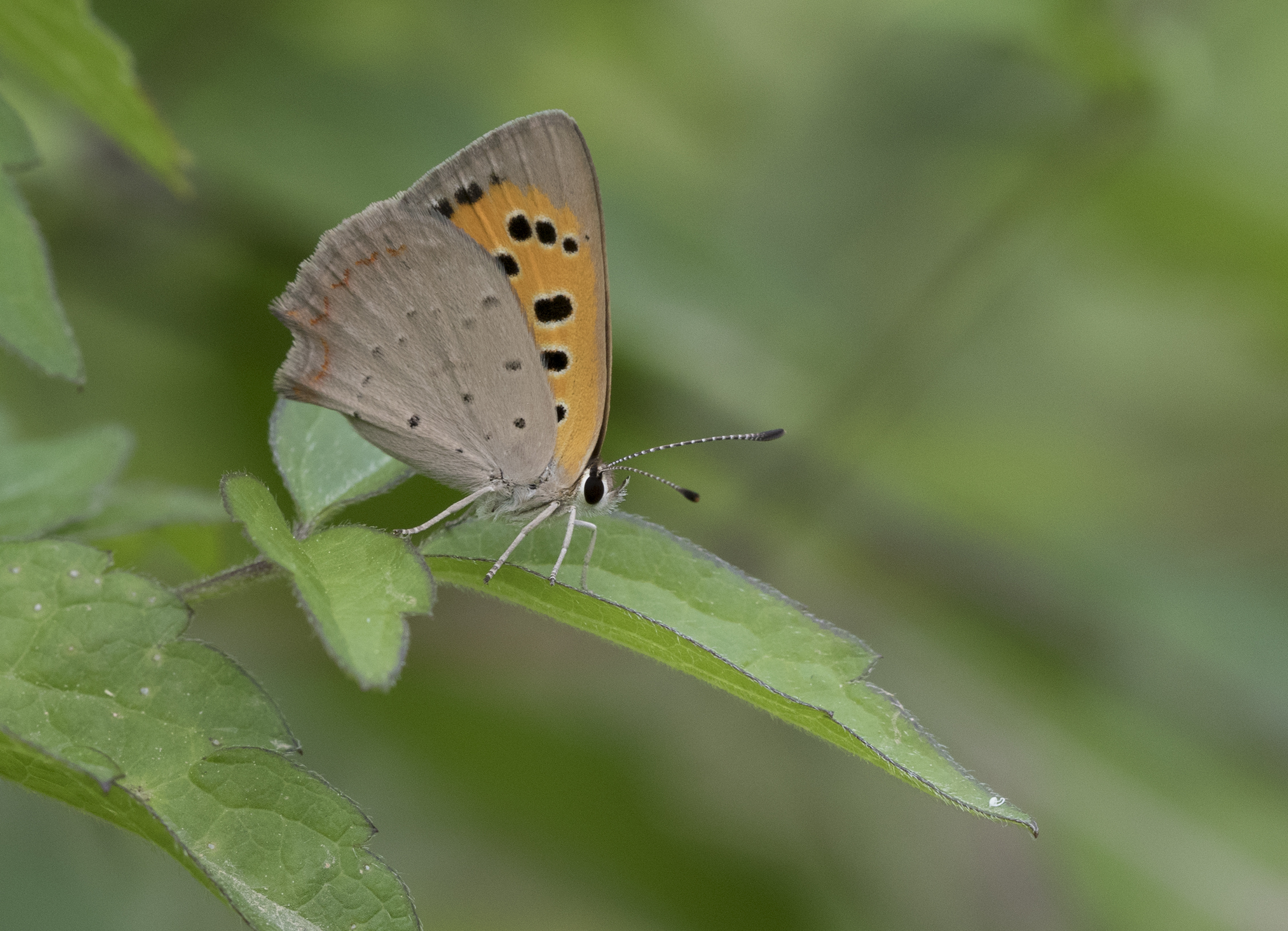Lycaena phlaeas - Benekli bakırgüzeli 06