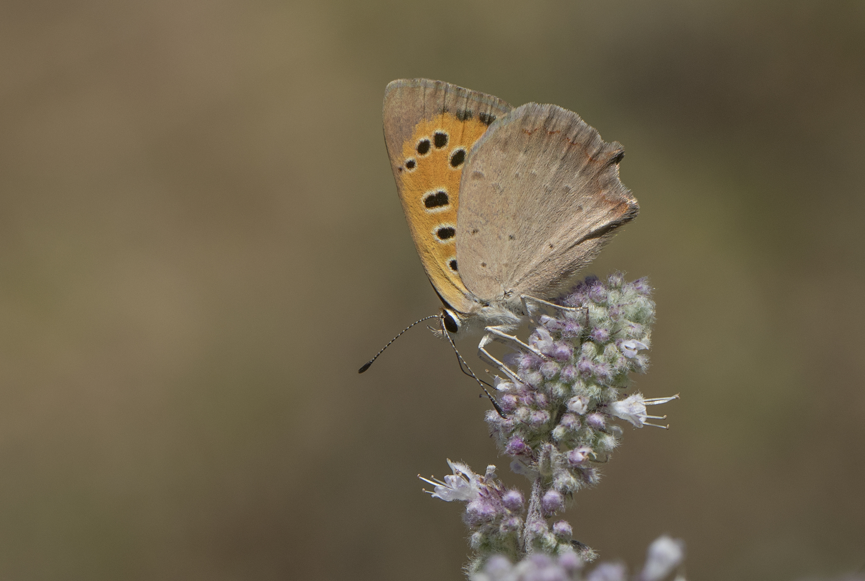 Lycaena phlaeas - Benekli bakırgüzeli 10-2