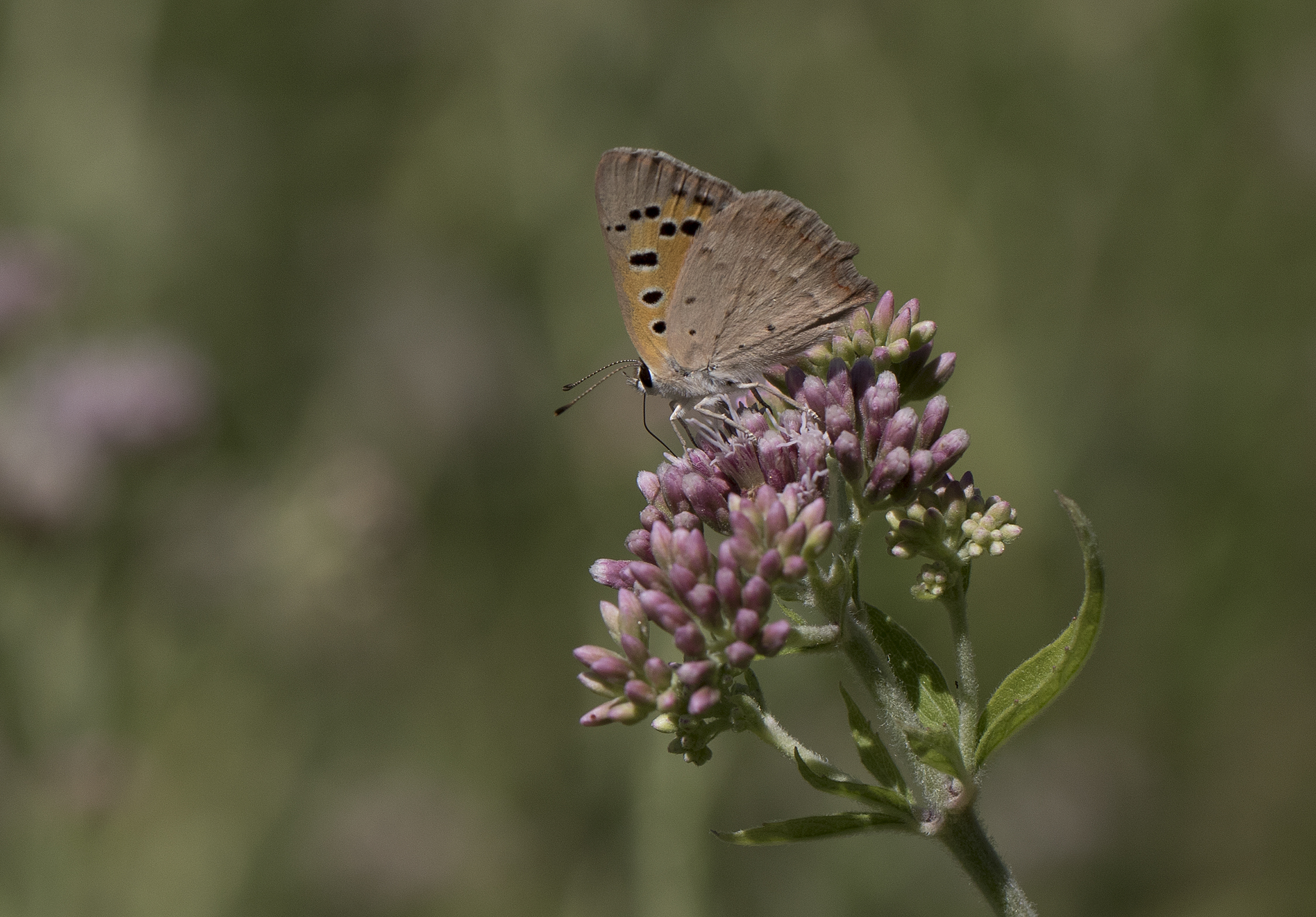 Lycaena phlaeas - Benekli bakırgüzeli 15-1