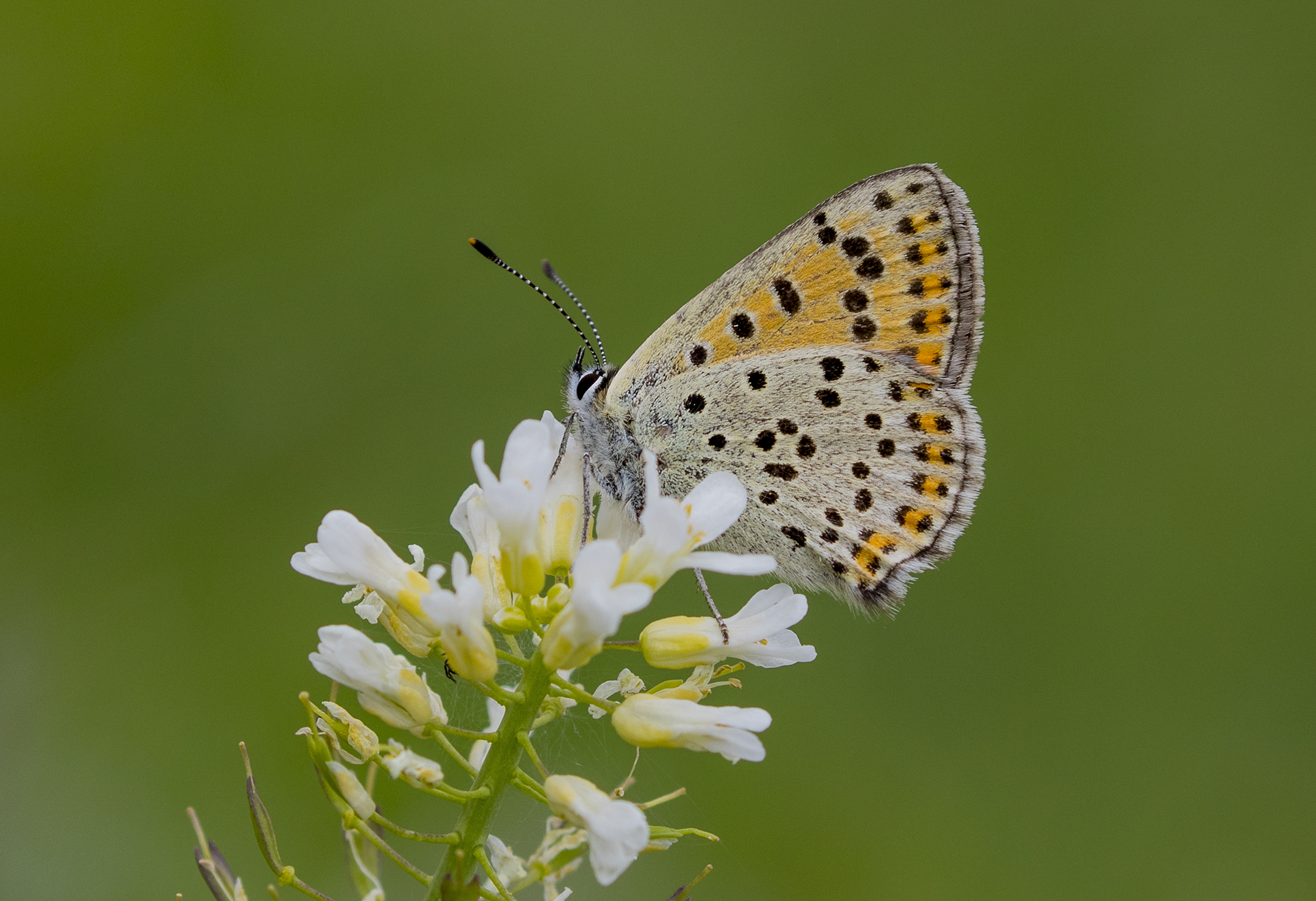 Lycaena tityrus - İslibakır 05