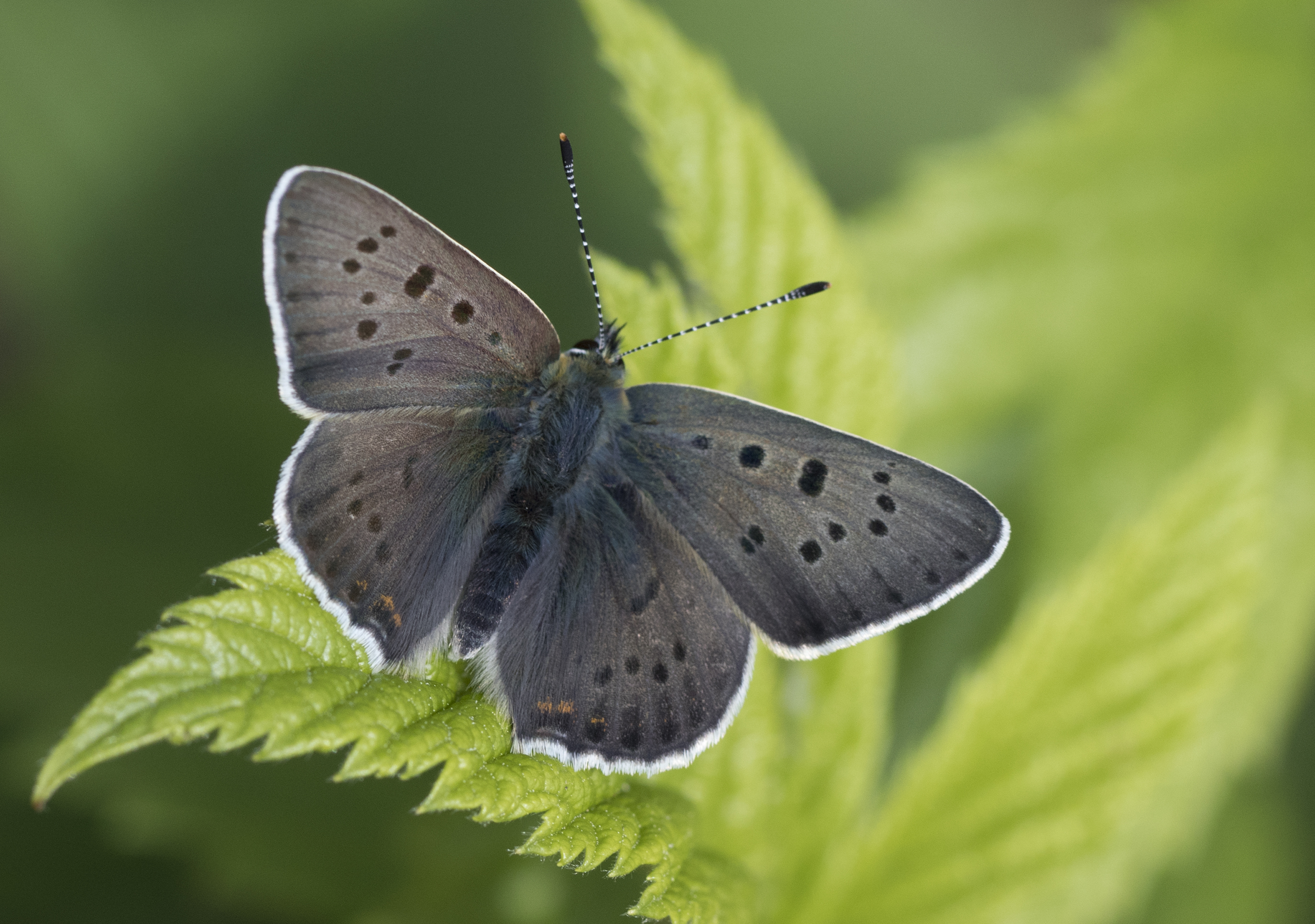 Lycaena tityrus - İslibakır 31
