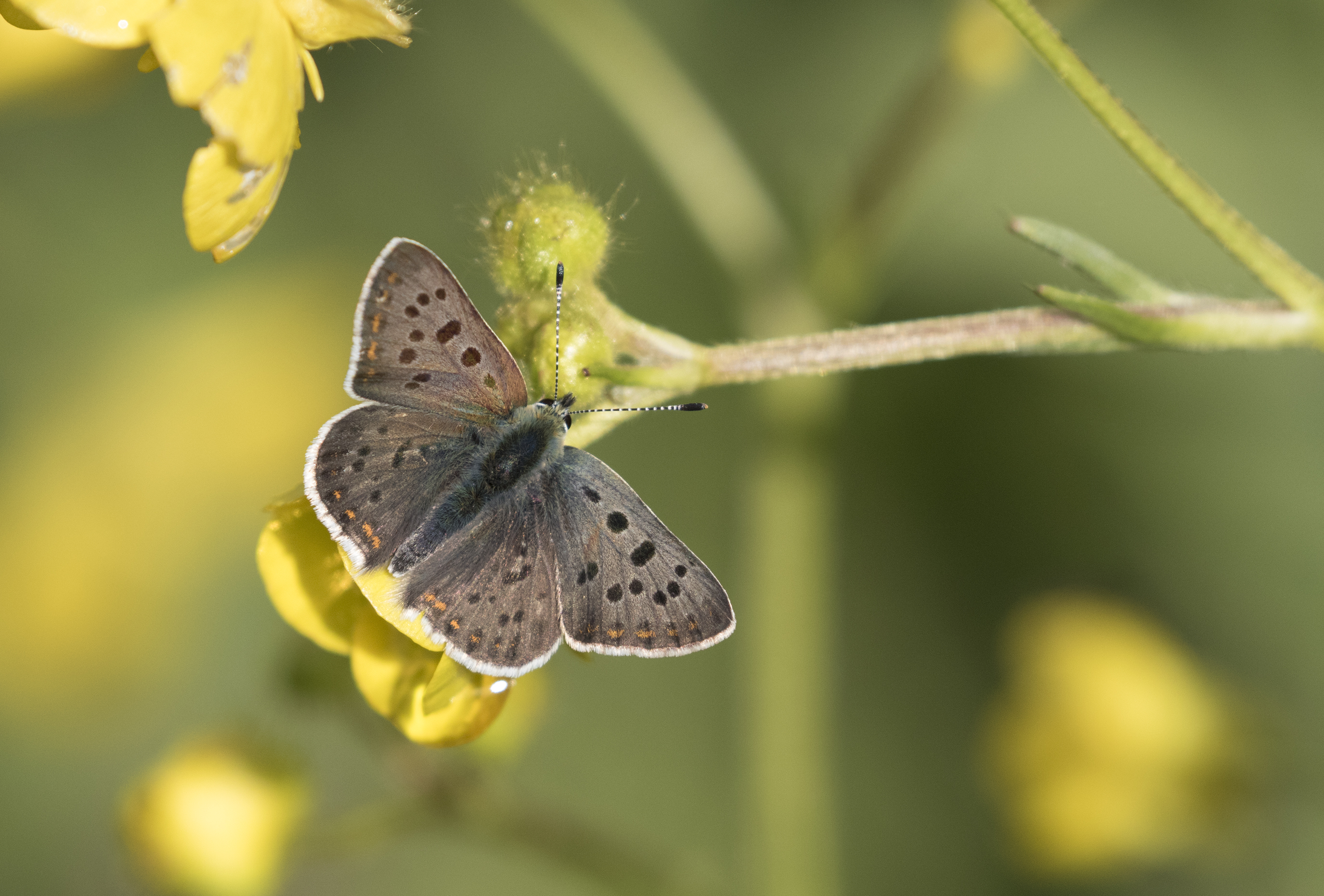 Lycaena tityrus - İslibakır 20-3