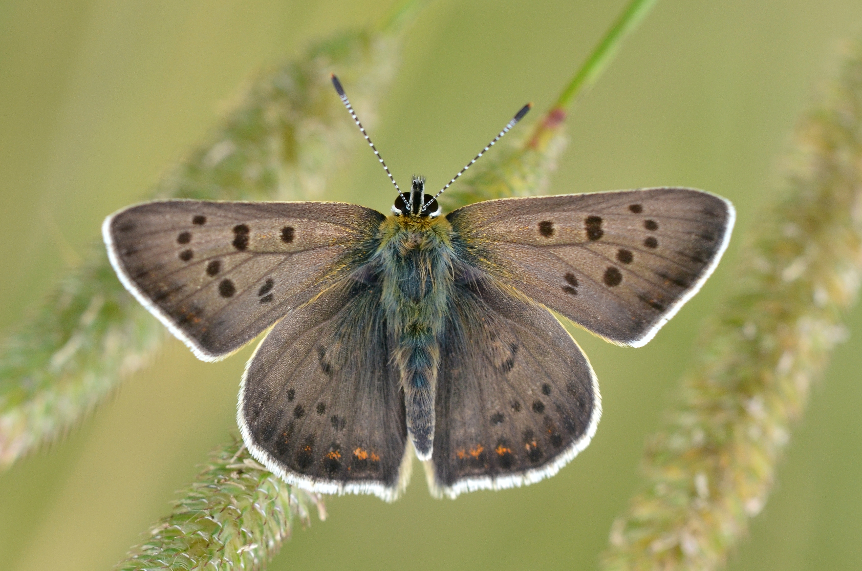 Lycaena tityrus male (10914552766)