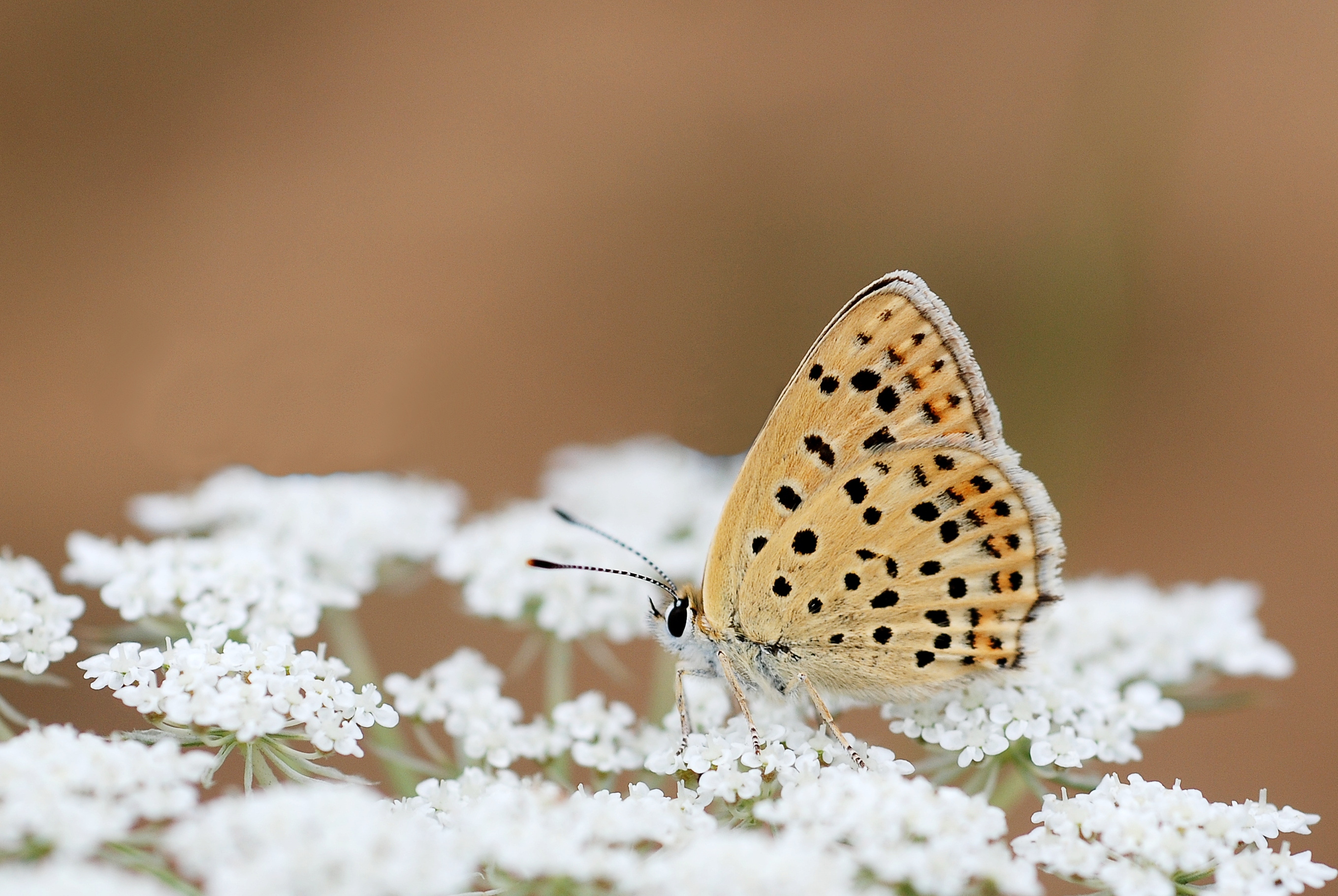 Lycaena tytirus (4838441131)