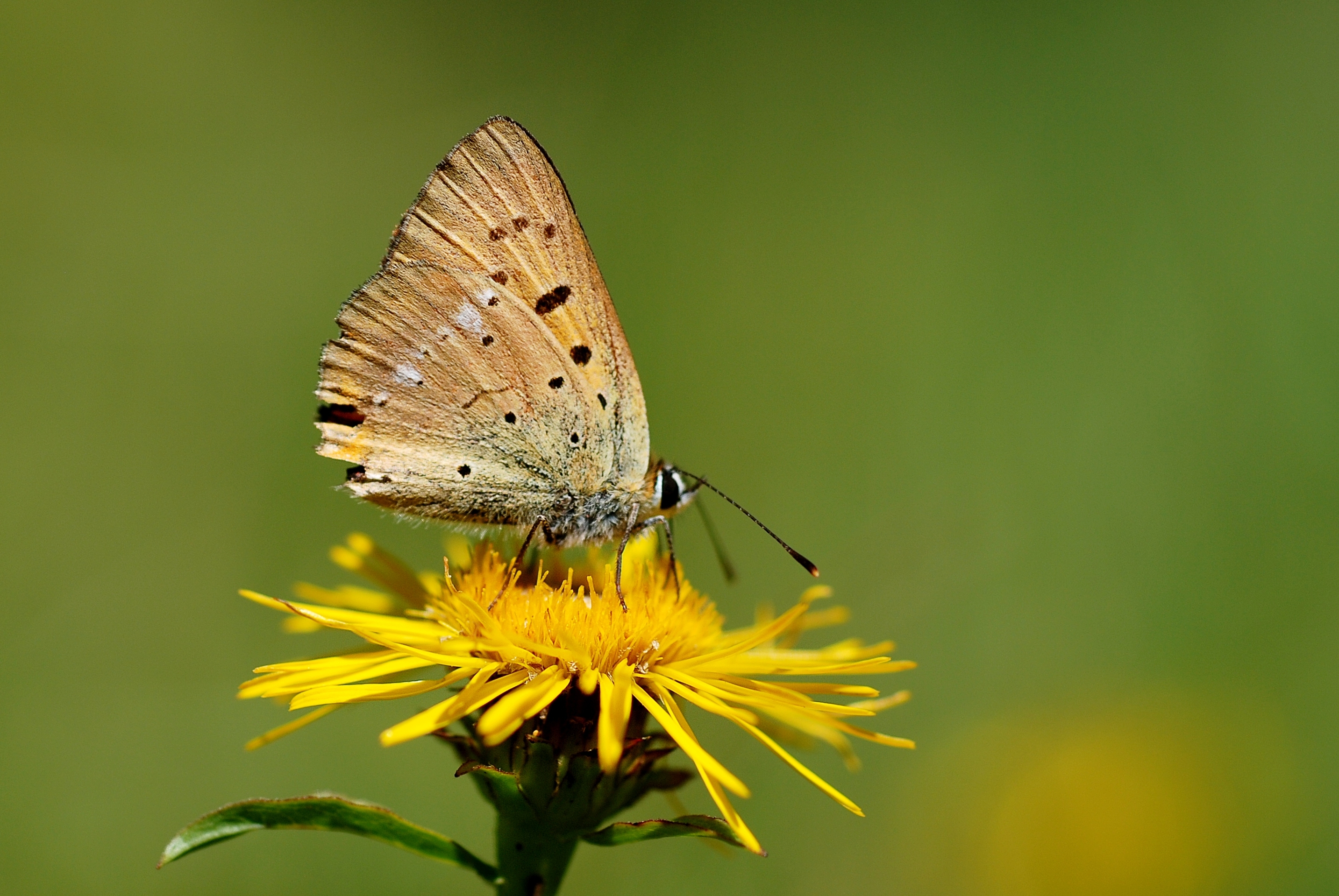 Lycaena virgaureae male