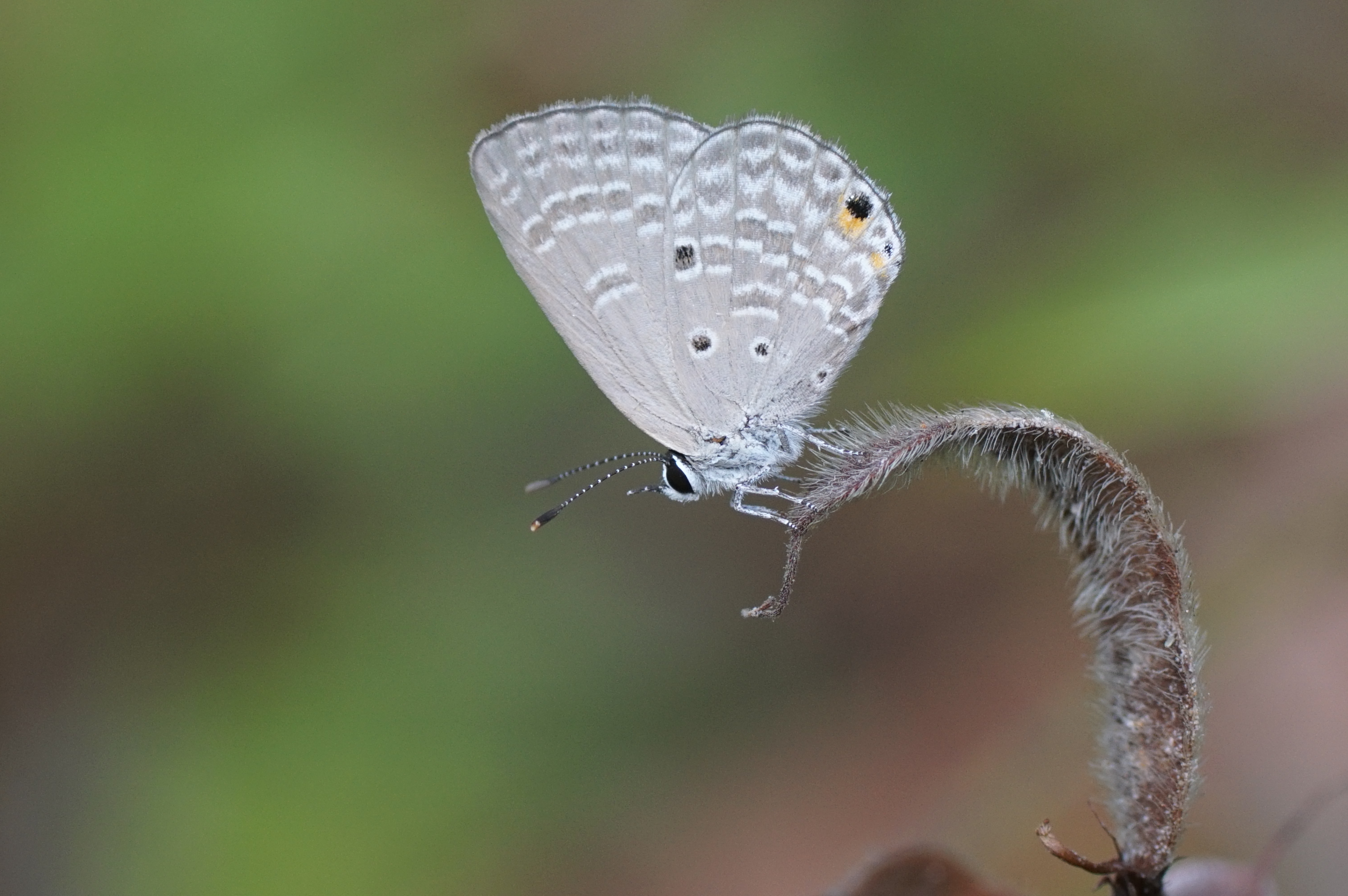 Lycaenidae 02199