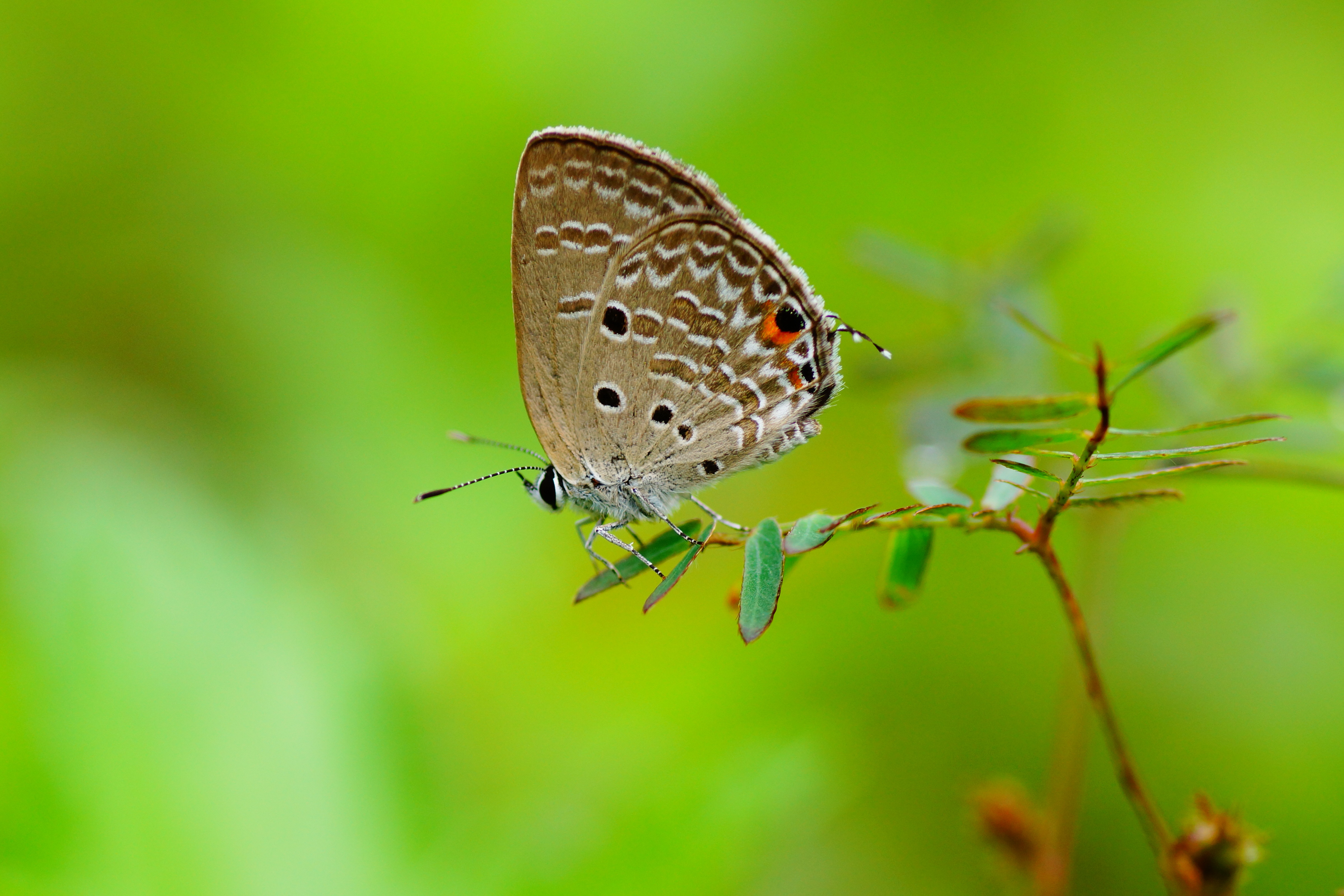 Lycaenidae 04399