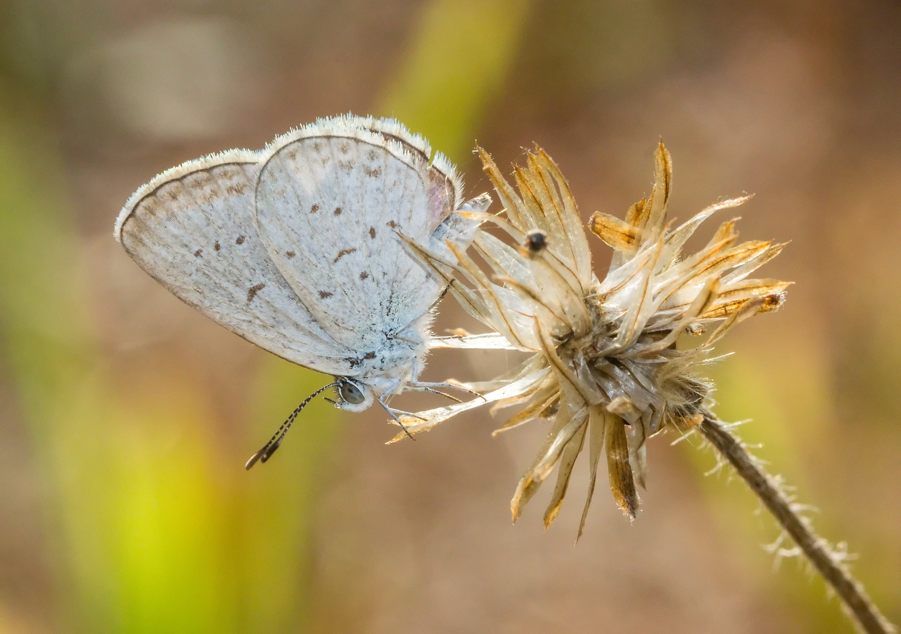 Lycaenidae, Bangunjiwo, Bantul, 2015-09-20