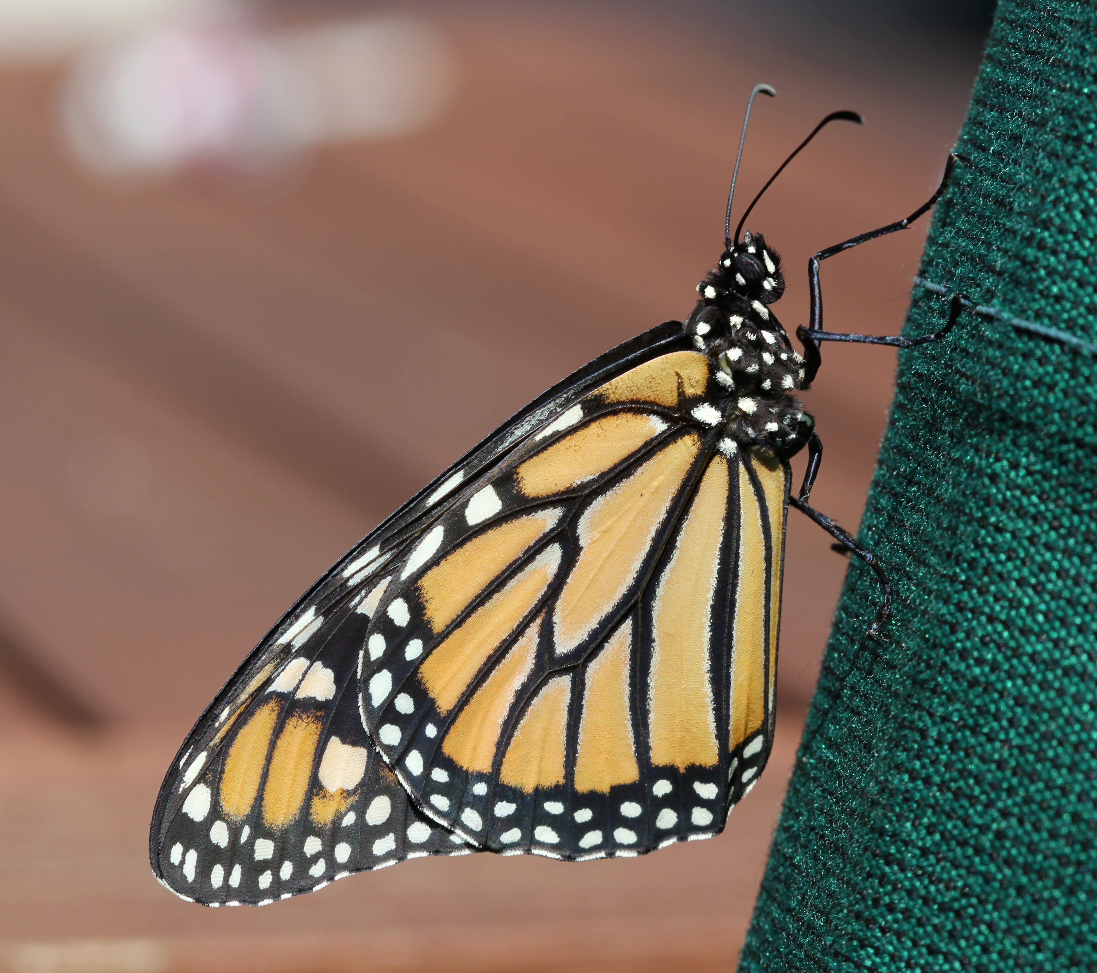 Male monarch butterfly (Danaus plexippus), about to take first flight