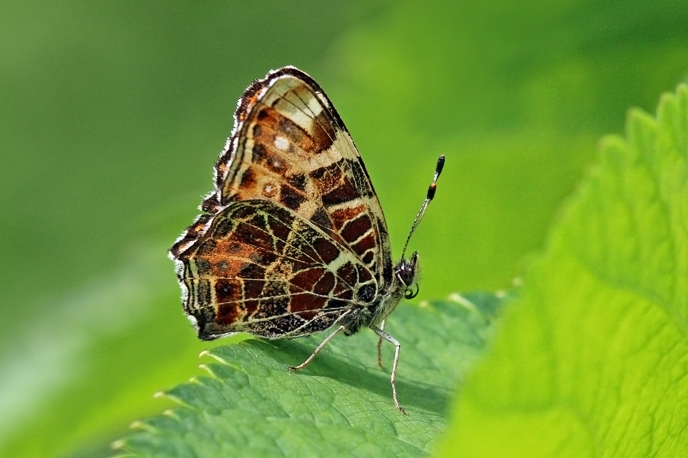 Map (Araschnia levana)
