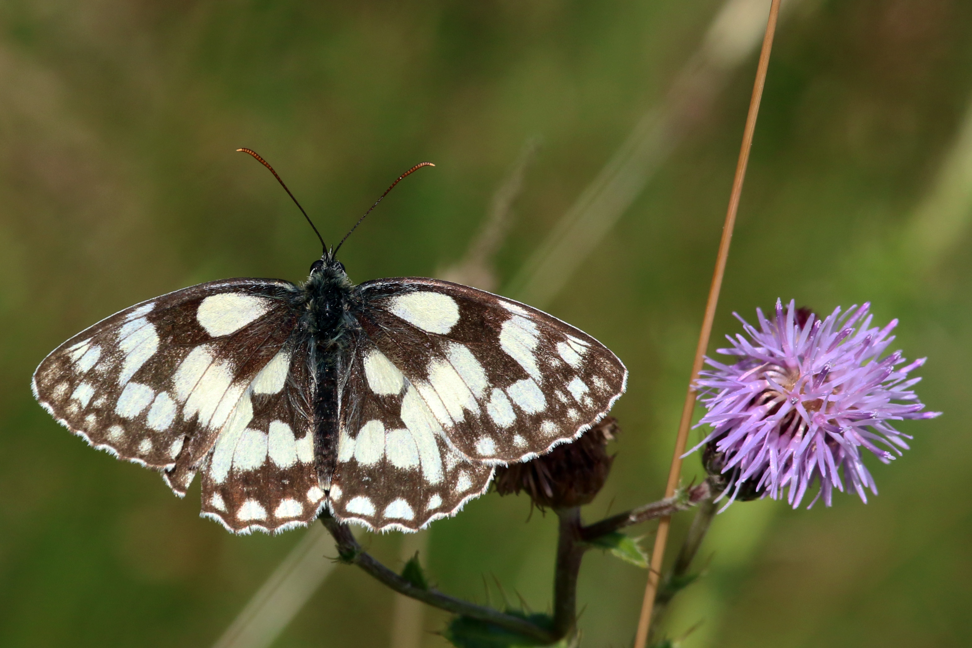 Marbled white butterfly (Melanargia galathea) female